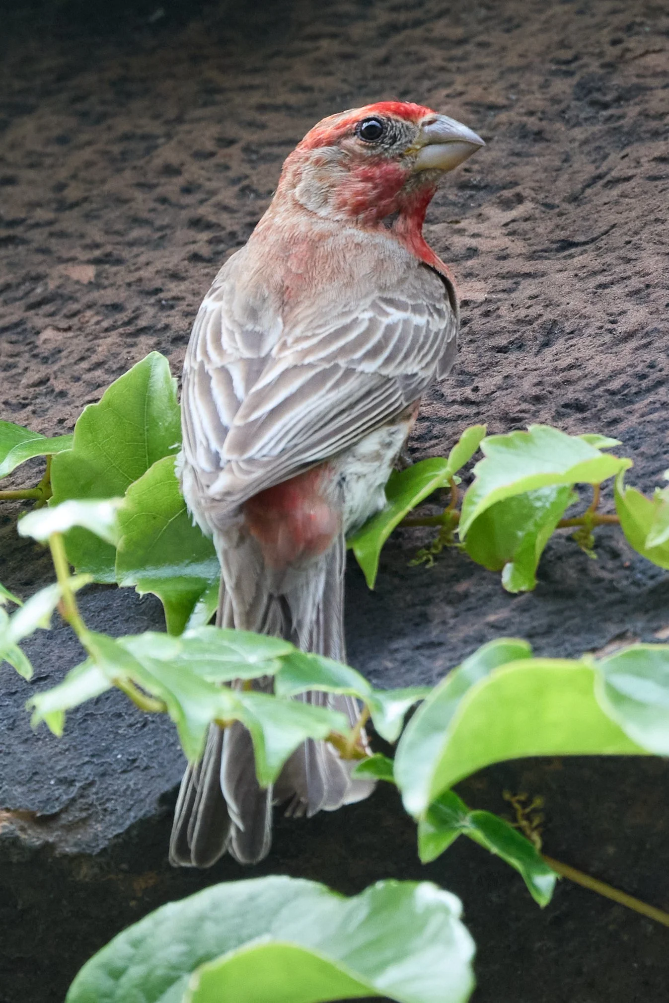 northampton Massachusetts house finch