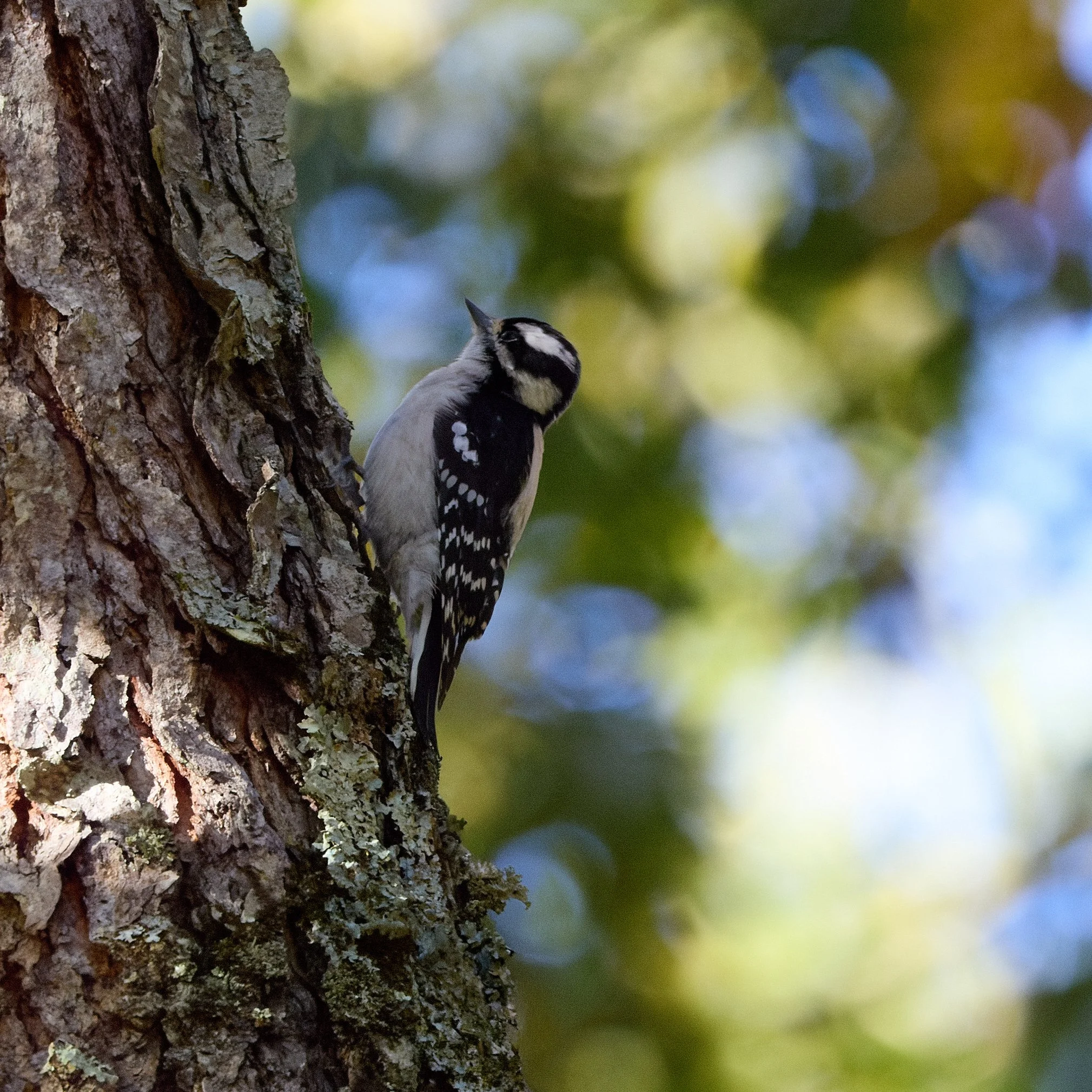 downy woodpecker swan lake Rockefeller state park New York