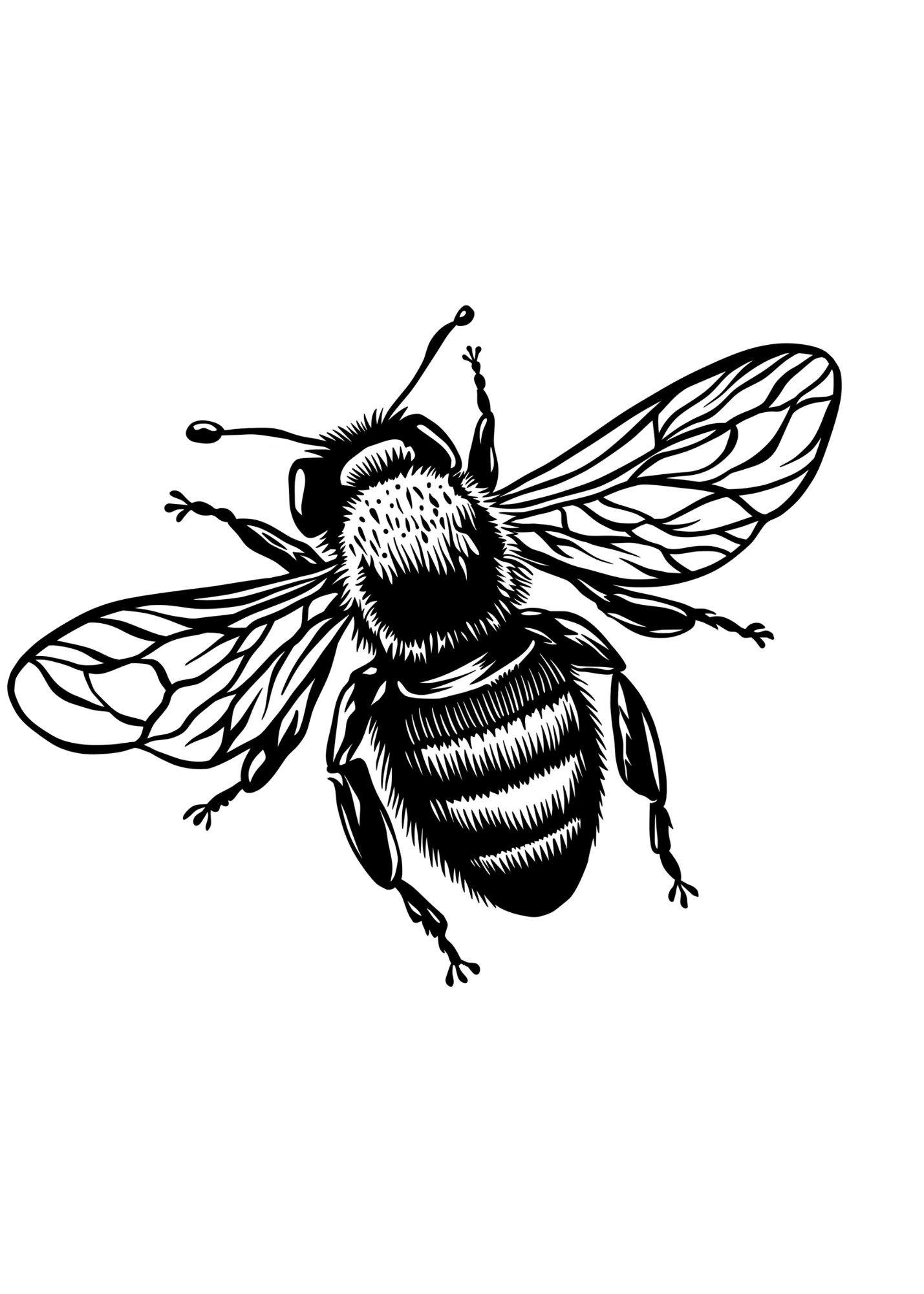 Black and white illustration of a bee with detailed wings, body, and legs.