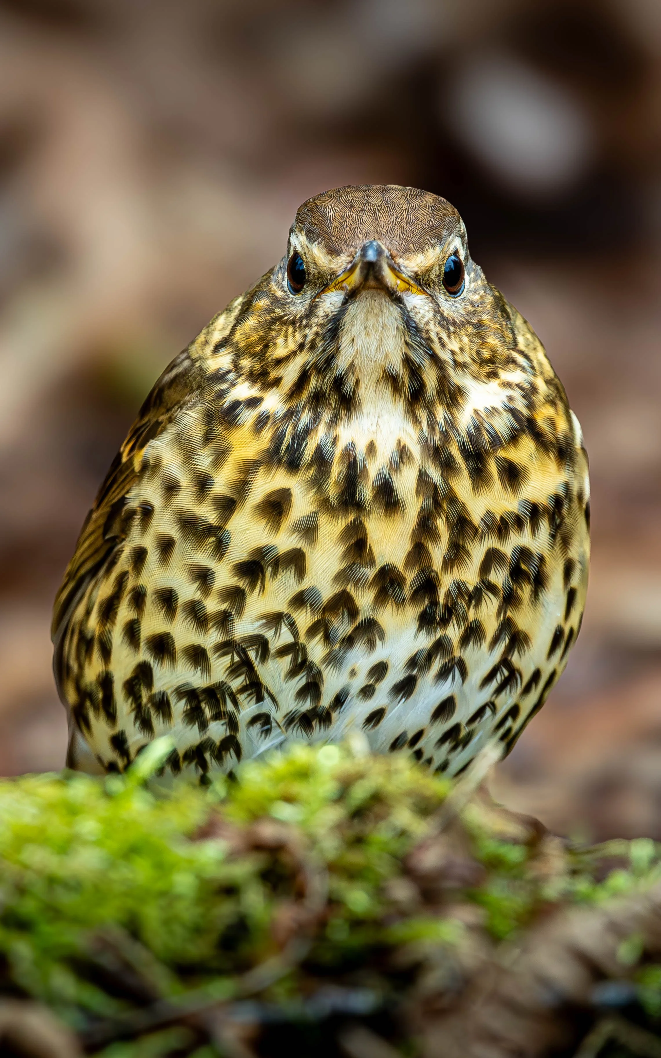Song Thrush