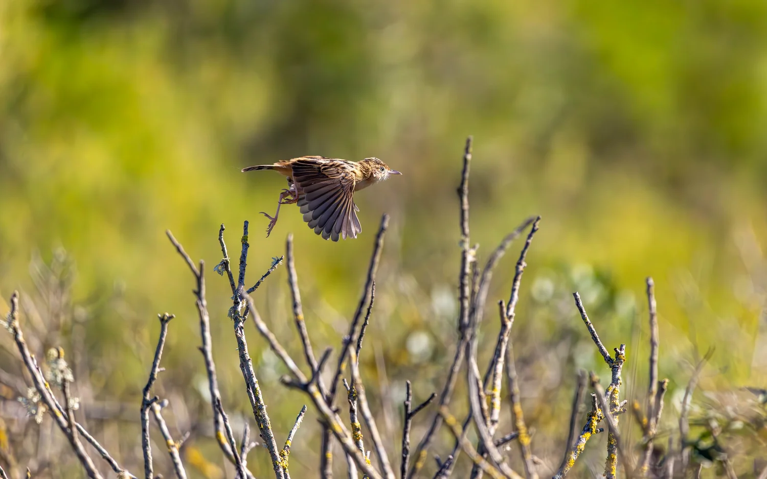 Jay Fowler Photography