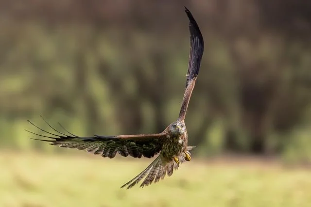 Red Kite