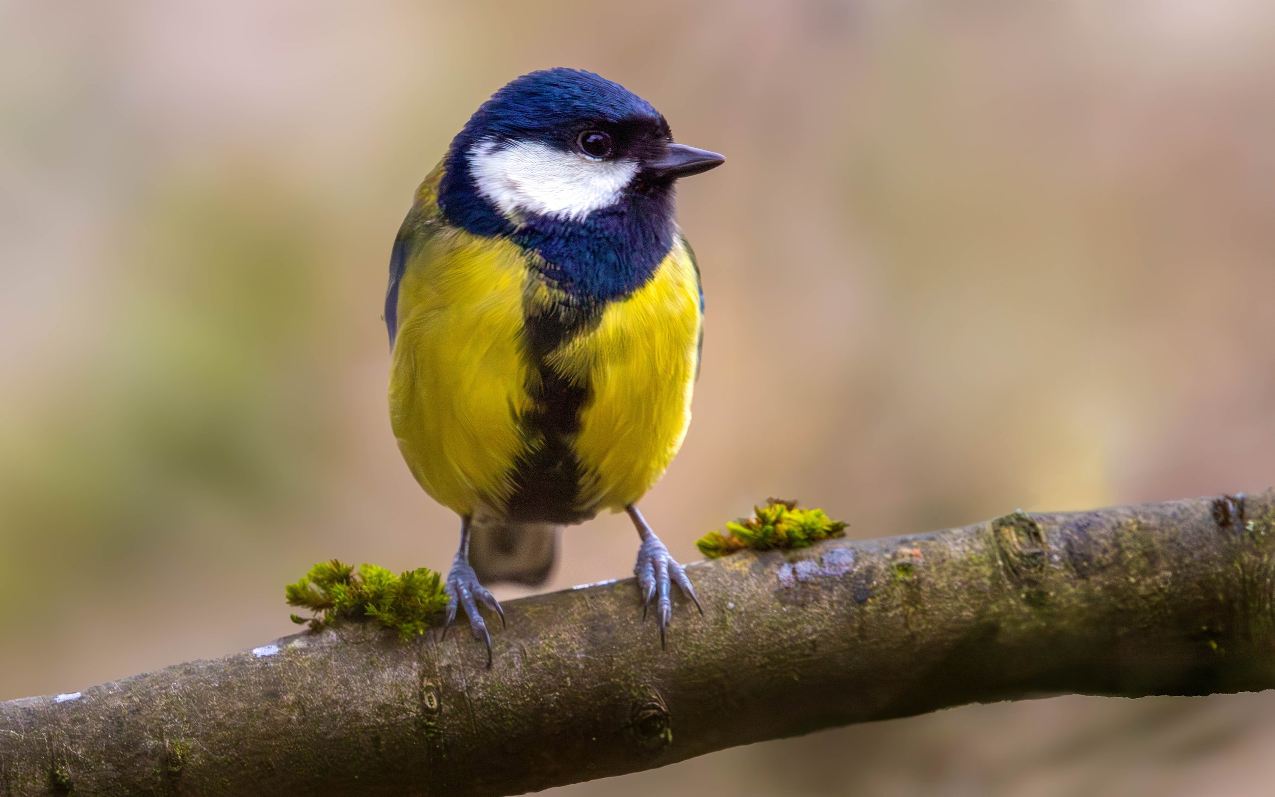 Great Tit