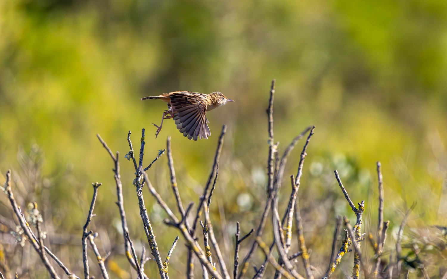 Jay Fowler Photography