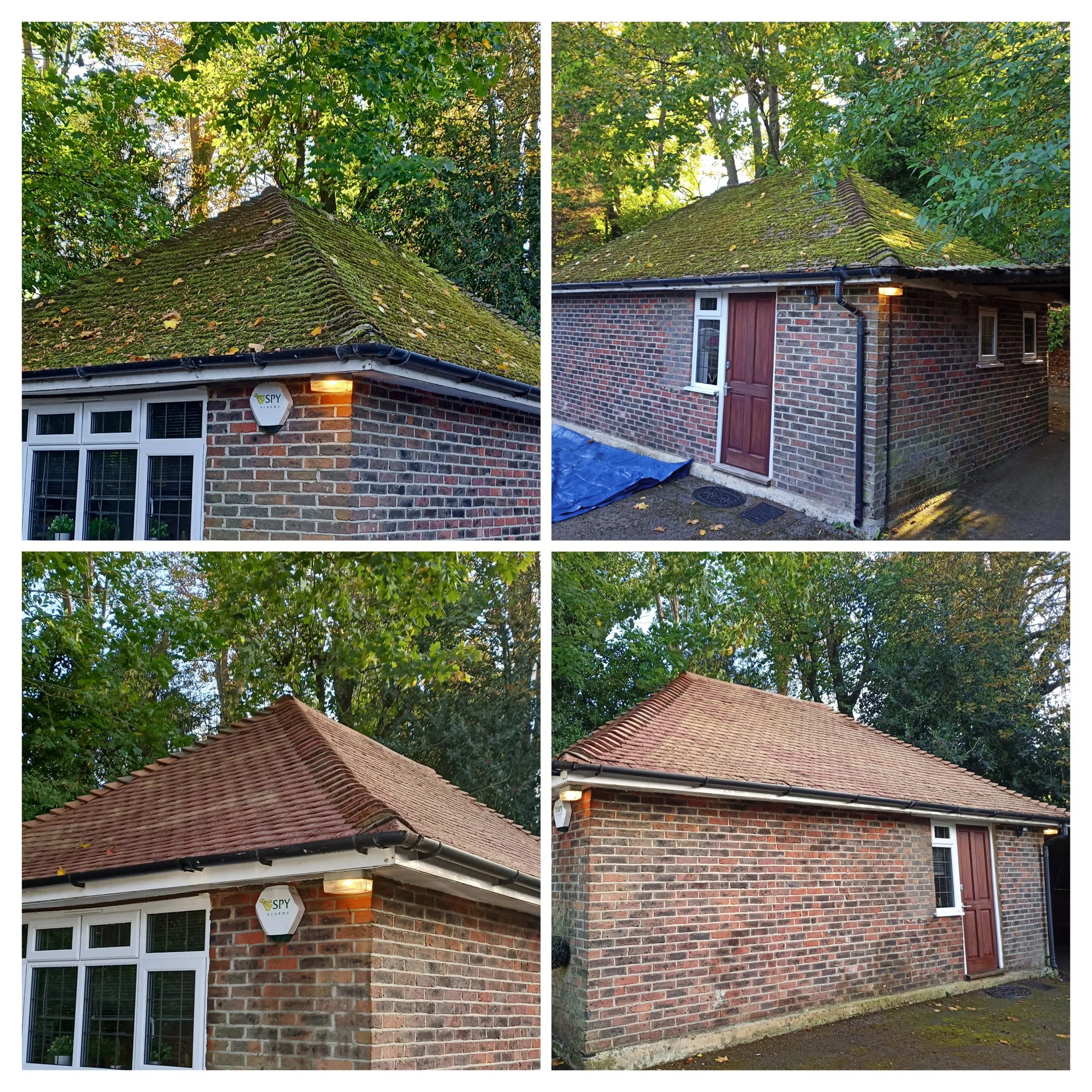 20251104_170919-COLLAGE.jpg