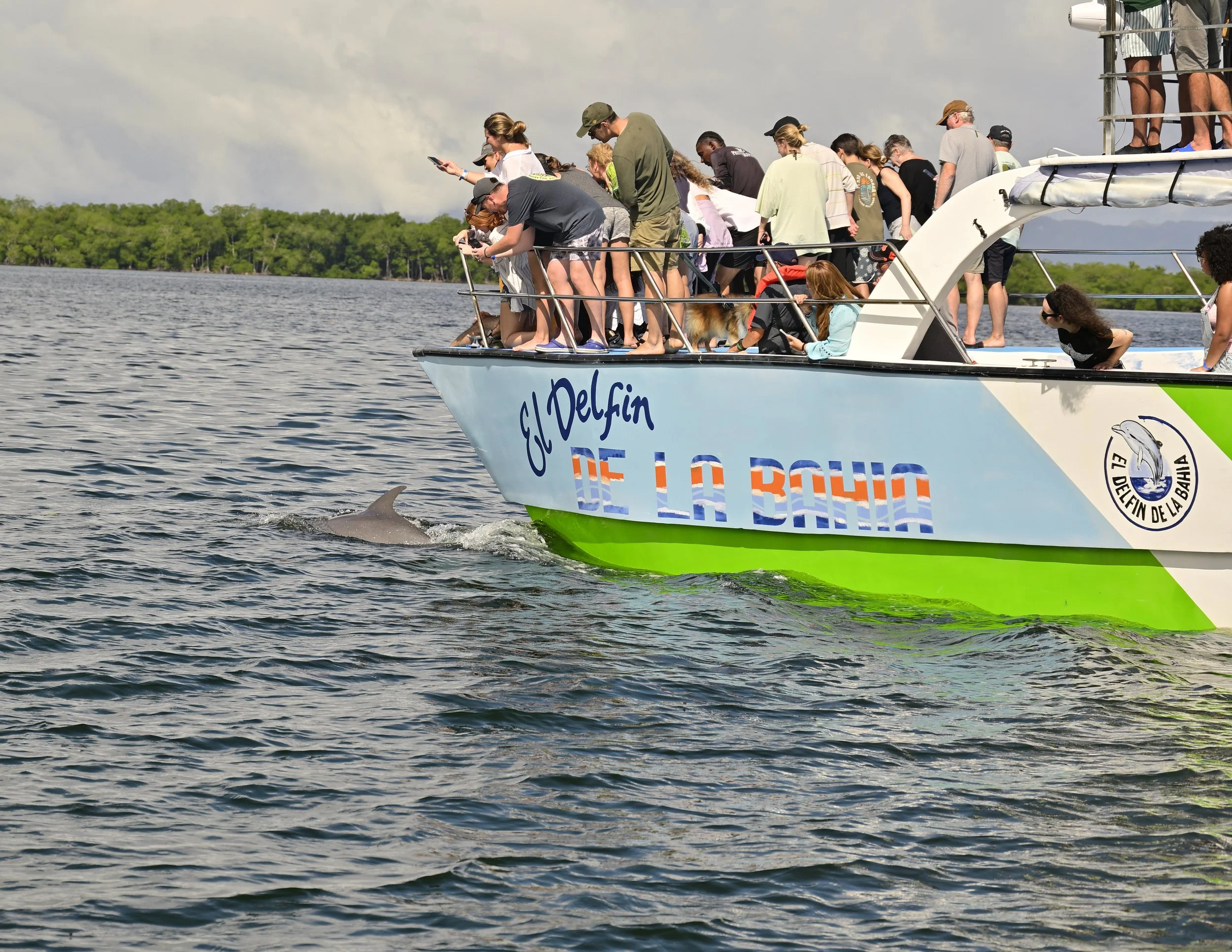 People on a boat observing a dolphin in the water.