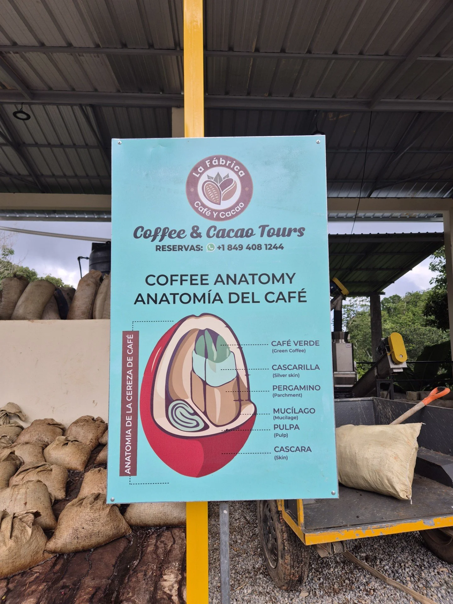 An educational poster titled 'Coffee Anatomy' shows a diagram of a coffee bean's parts labeled in both English and Spanish, including green coffee, silver skin, parchment, mucilage, pulp, and skin.