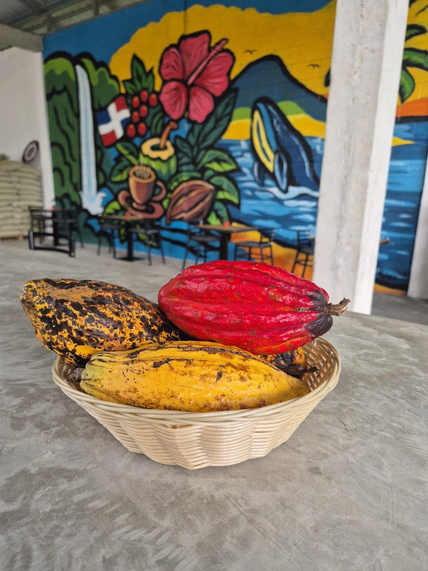 A basket containing four cacao pods of different colors and textures, placed on a table in front of a vibrant mural with tropical flowers and a waterfall.