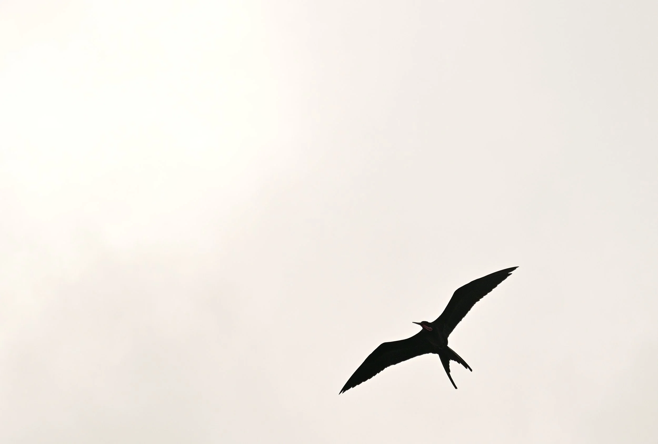 Silhouette of a bird flying against a light sky.