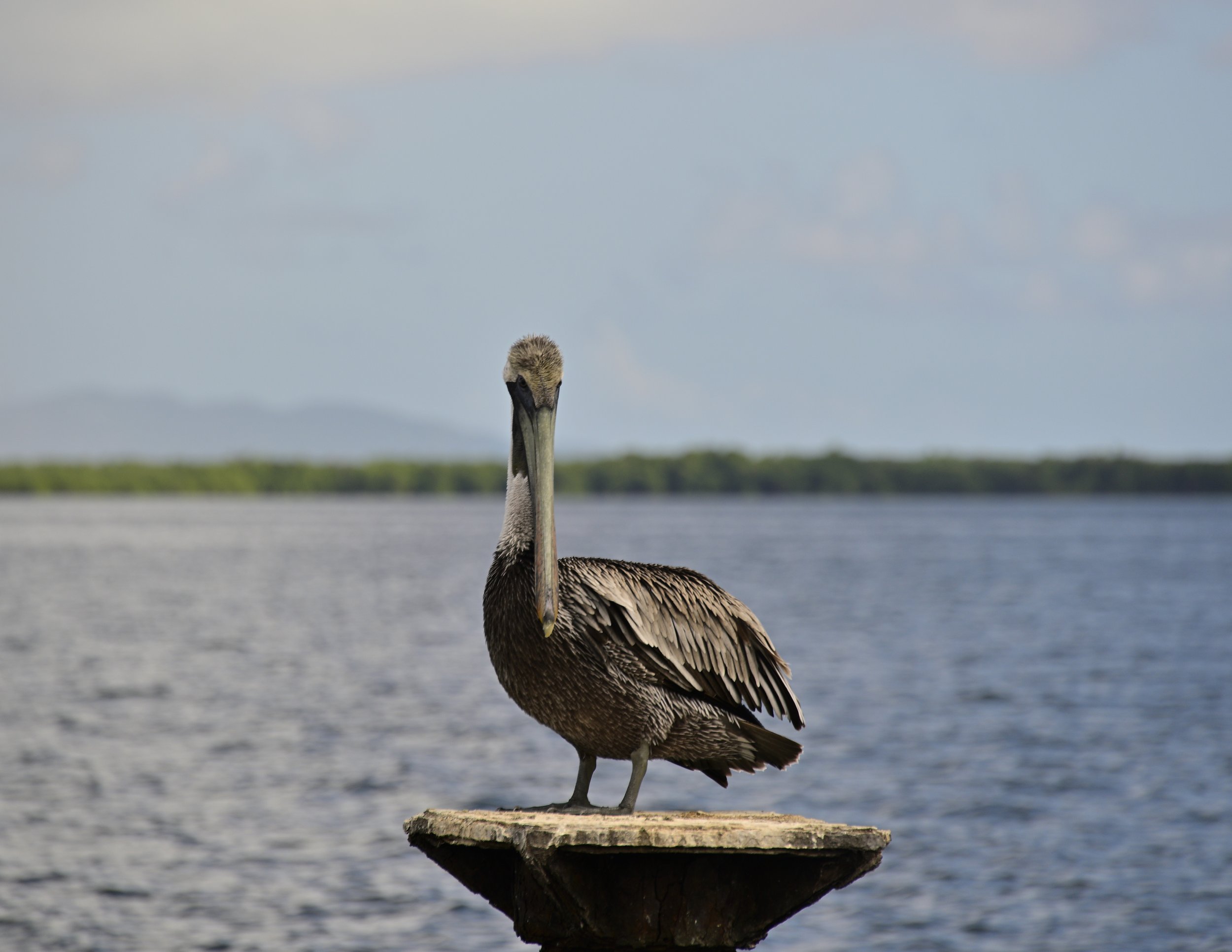 A brown pelican standing on a small wooden platform near a body of water with a distant tree line and a cloudy sky in the background.