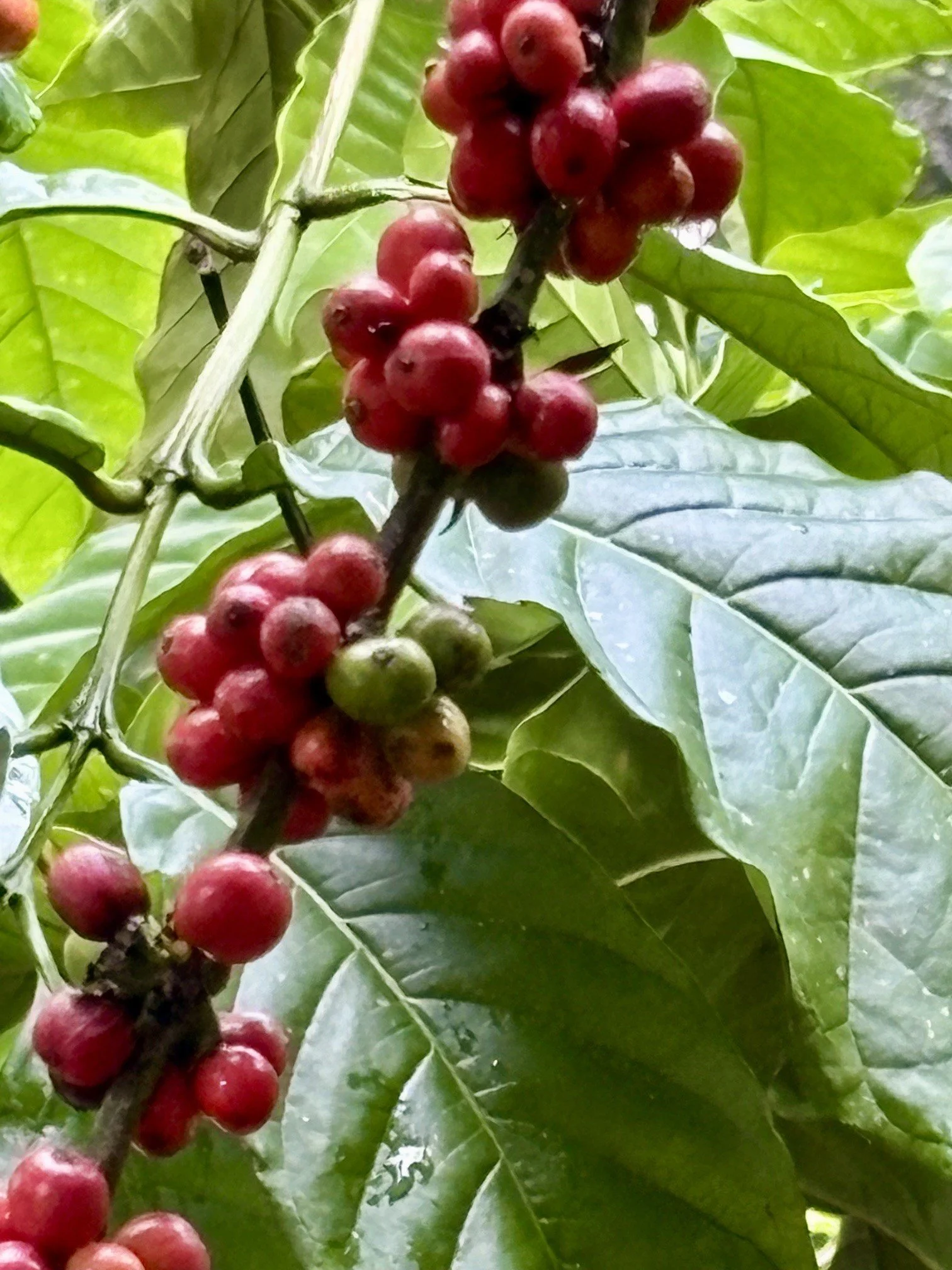 Close-up of red coffee cherries on a coffee plant branch amidst green leaves.