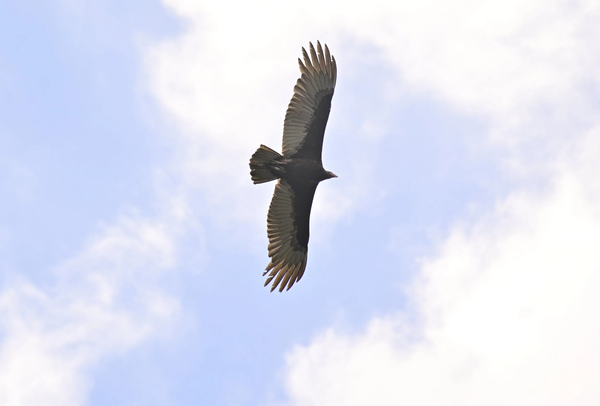 A bird of prey soaring with its wings spread wide against a partly cloudy sky.