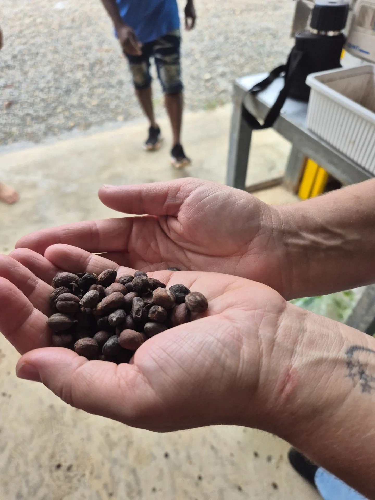 A person's hands holding a pile of coffee beans, with a person walking in the background and a coffee roasting station visible.