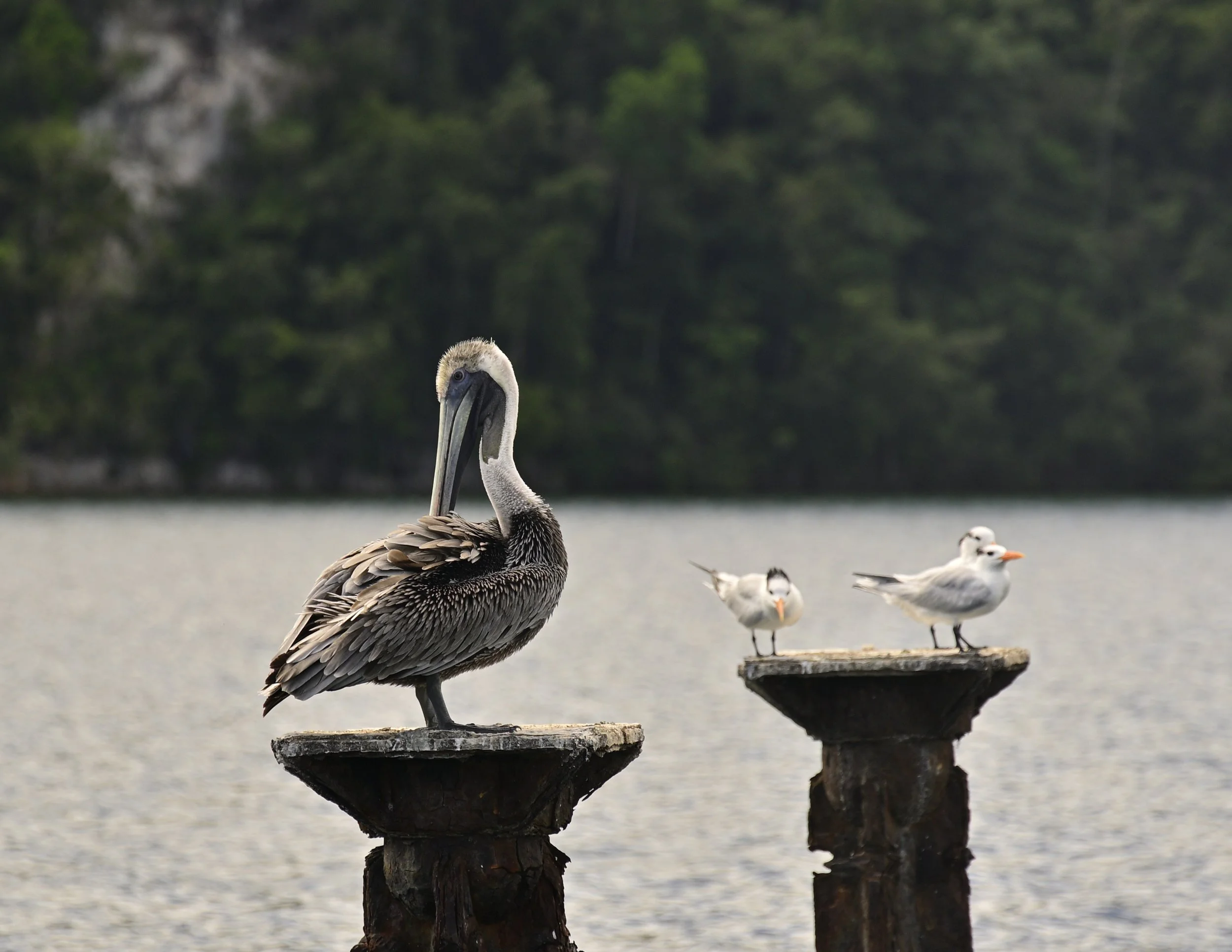 A close-up of a brown pelican perched on a wooden post, with several other birds in the background, near a body of water with a forested shoreline in the distance.