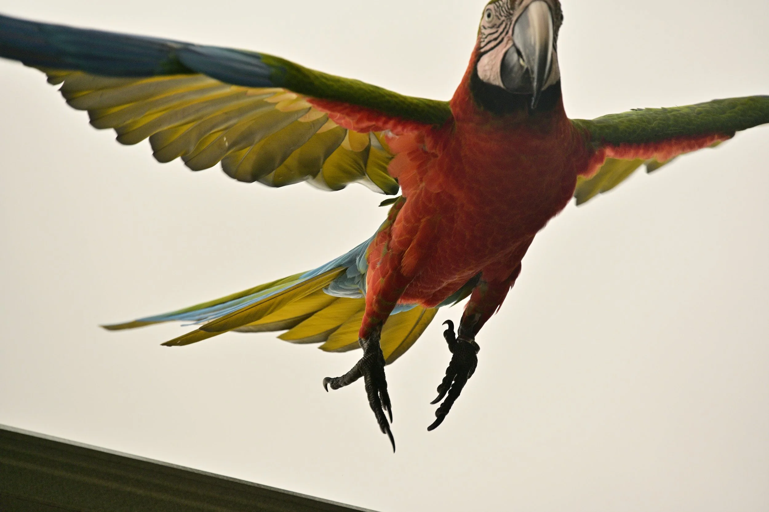 Colorful parrot with wings spread, perched on a surface and facing the camera.