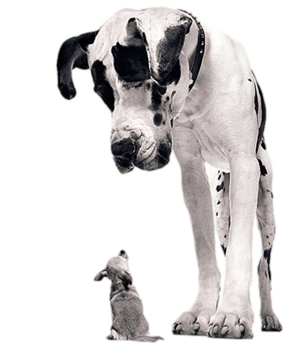 A giant dog with black and white fur and a collar, looking down at a tiny puppy. The oversized dog has a large head and paws, with a serious expression, while the puppy is looking up at it.