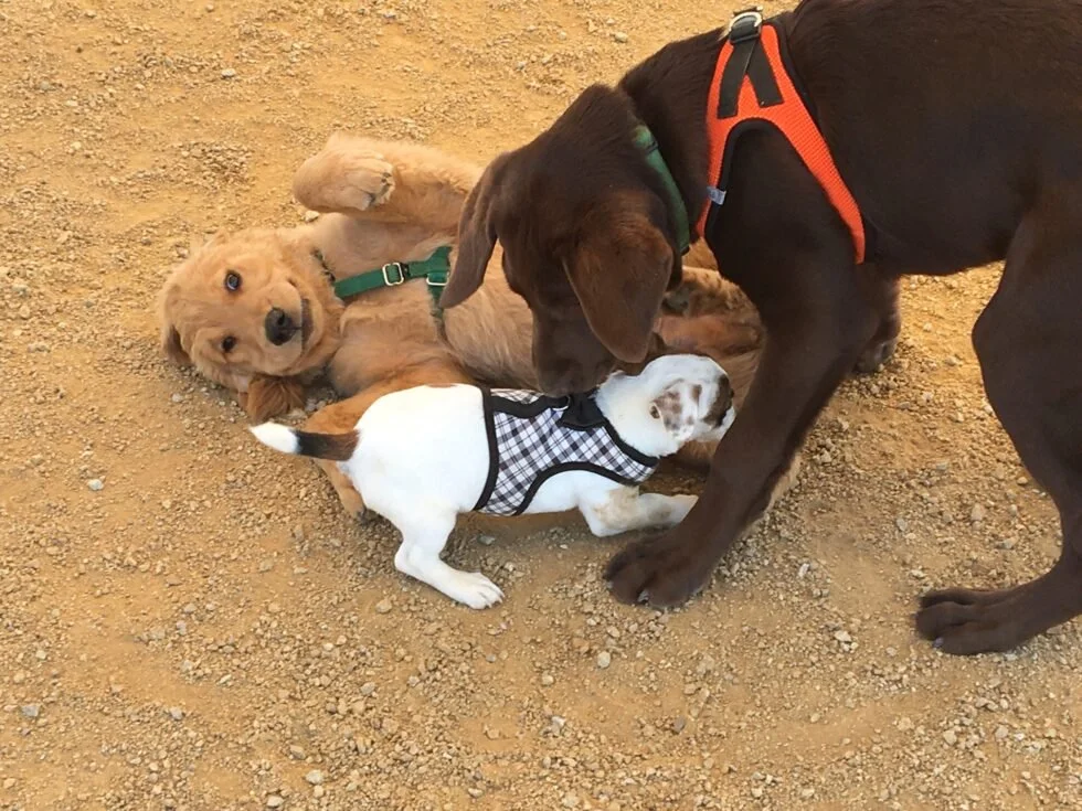 Three puppies of different breeds playing on a dirt surface. One is a golden retriever puppy lying on its side, a white bulldog puppy wearing a black and white checkered harness, and a large brown dog, possibly a Labrador retriever, standing and interacting with the other two.