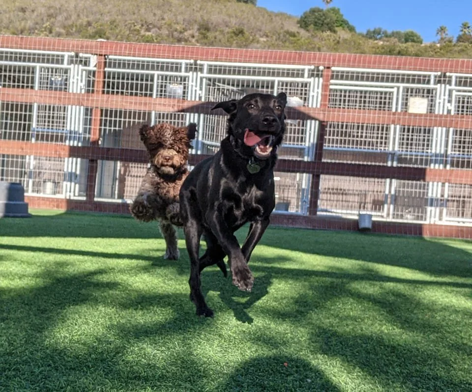 Two dogs playing on a grassy outdoor area inside a fenced enclosure. One dog is black and the other is brown with curly fur.