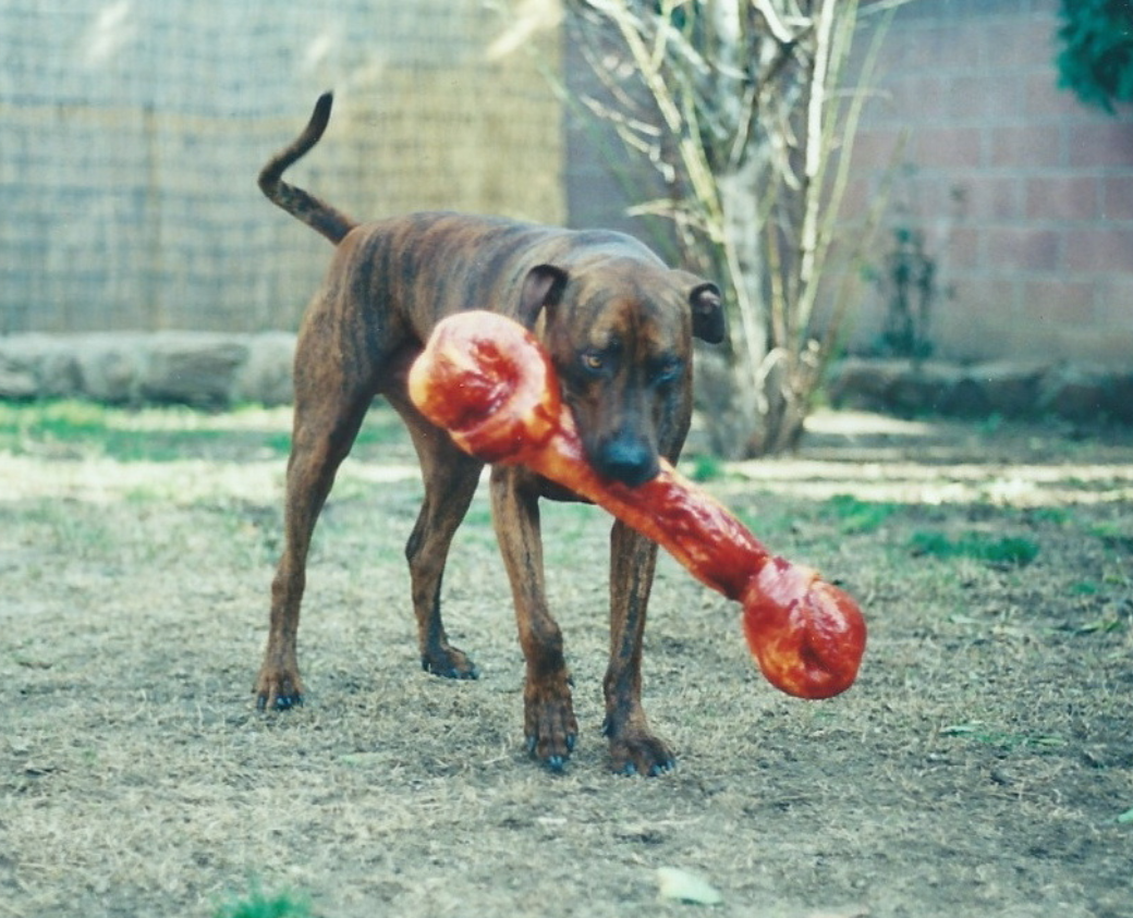 A dog holding a large roasted chicken drumstick in its mouth in a backyard.