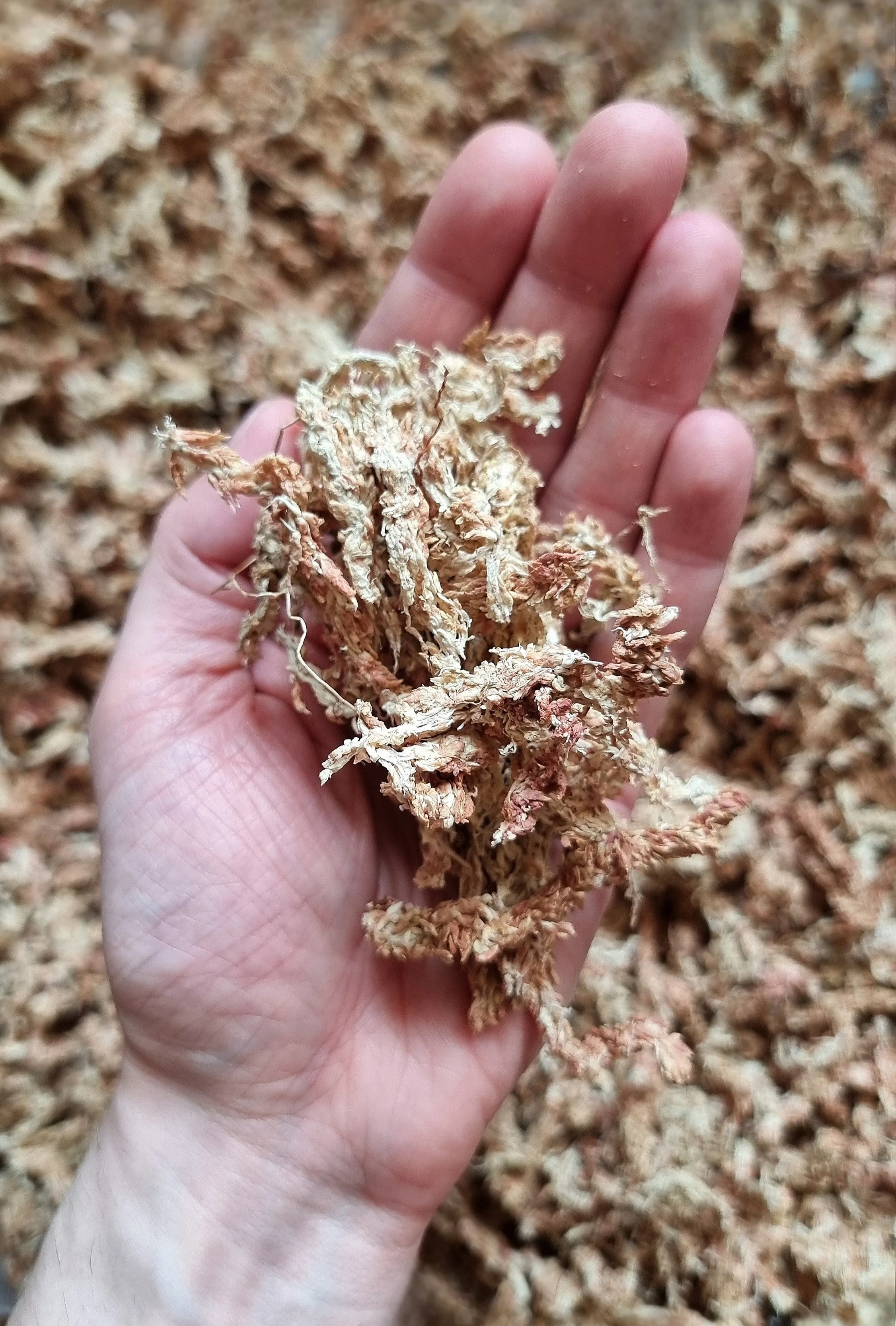 Spaghnum moss, 150g