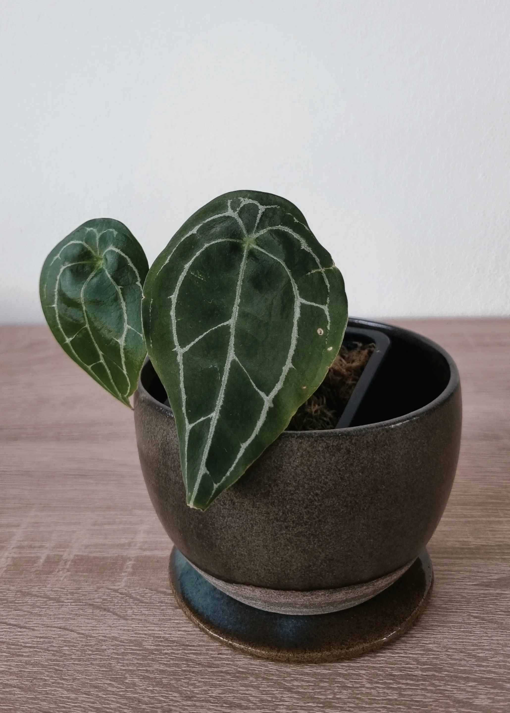 Anthurium forgetii sp 'Dark Narrow' #1