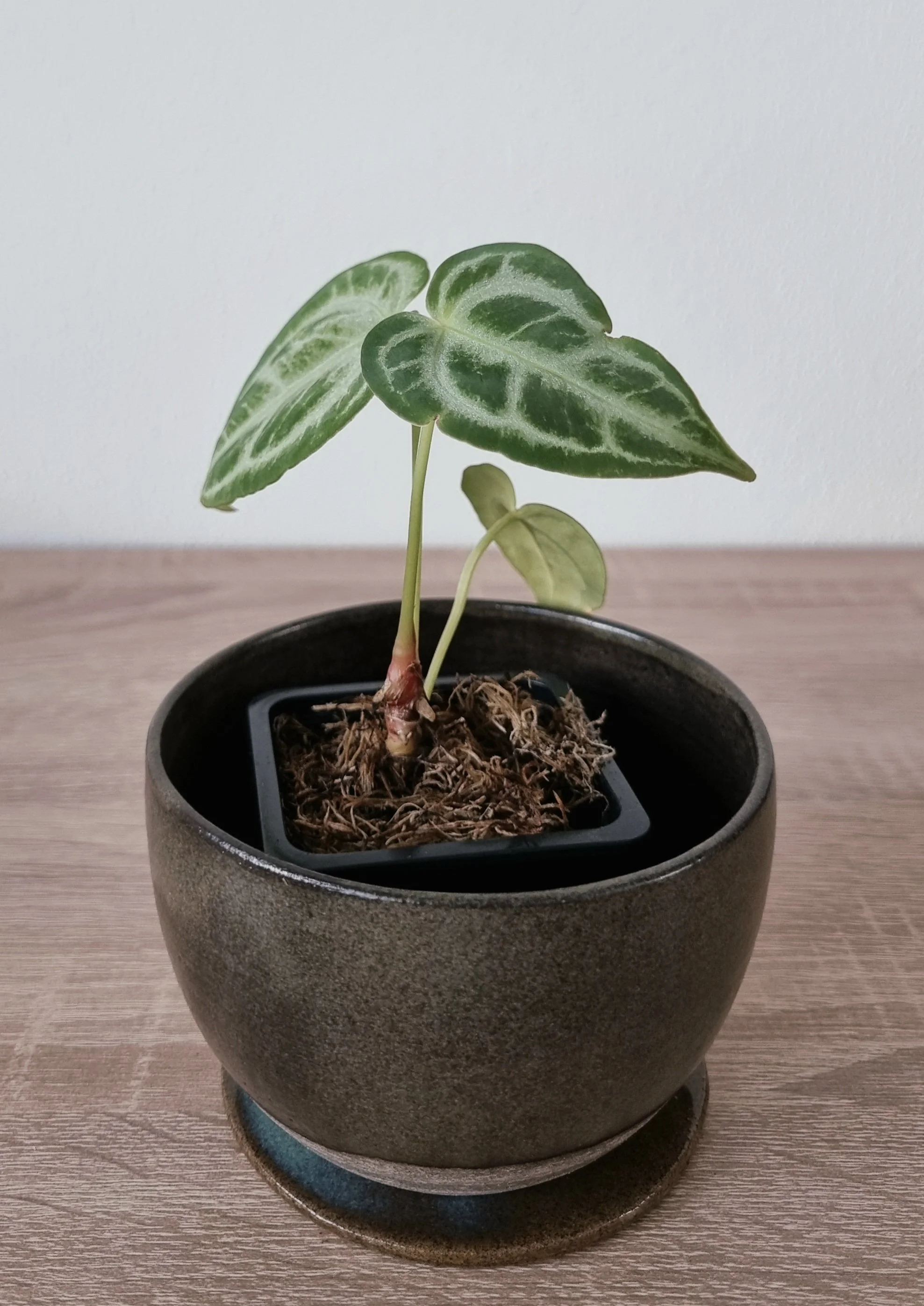 Anthurium (crystal hope x besseae aff.) x silver blush