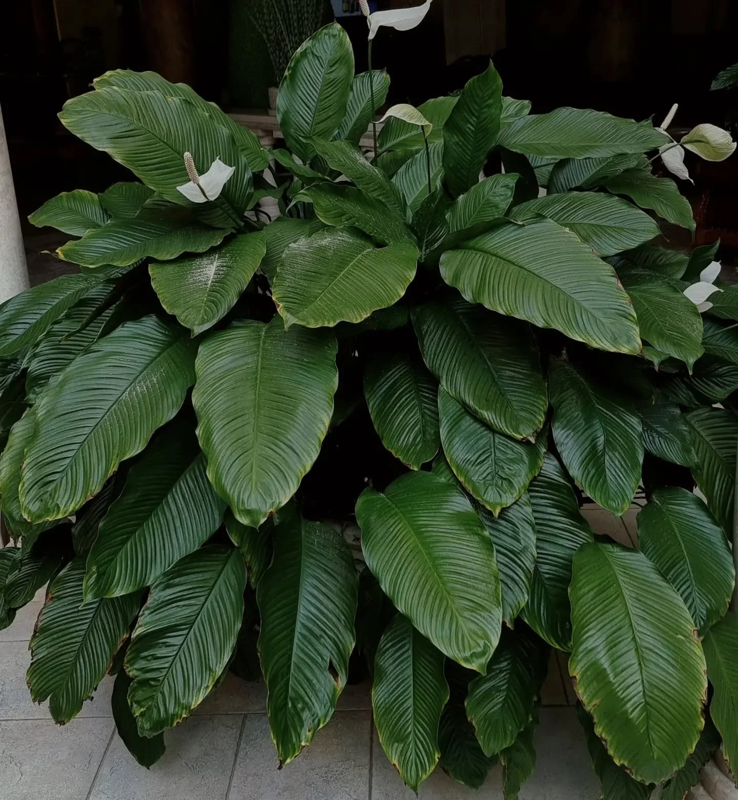 ✨ Spathiphyllum (lopatkovec) je d&ocirc;kazom, že s trochou spr&aacute;vnej starostlivosti sa dok&aacute;že odvďačiť bohat&yacute;m kvitnut&iacute;m. Čo potrebuje? Menej čast&uacute; z&aacute;lievku, dostatočne vlhk&yacute; vzduch, poriadnu d&aacute;