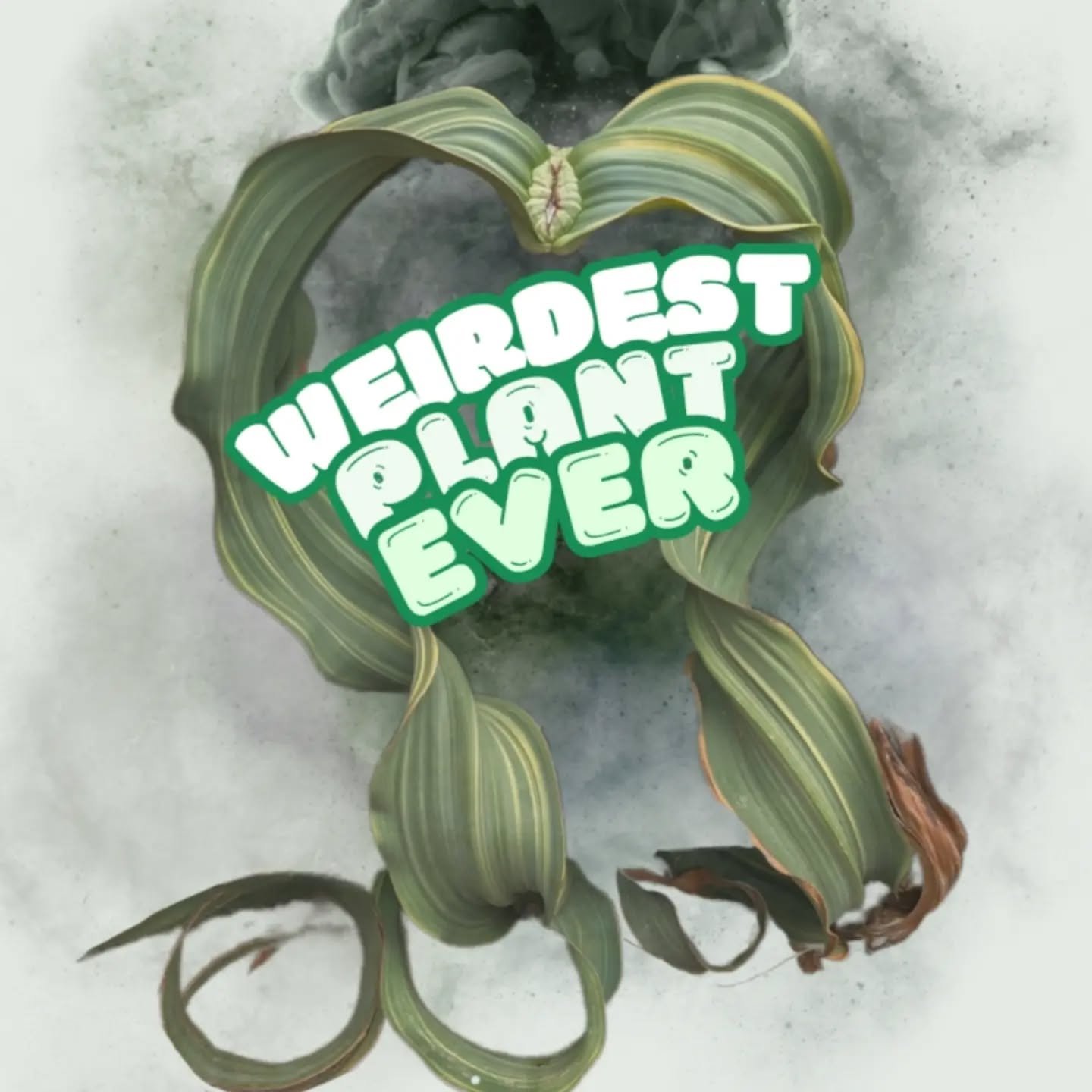🌿 Welwitschia mirabilis &ndash; rastlina, ktor&aacute; popiera v&scaron;etky pravidl&aacute; pr&iacute;rody.

Vedeli ste, že t&aacute;to fascinuj&uacute;ca rastlina z p&uacute;&scaron;te Namib m&aacute; počas cel&eacute;ho života iba dva listy? &Aac