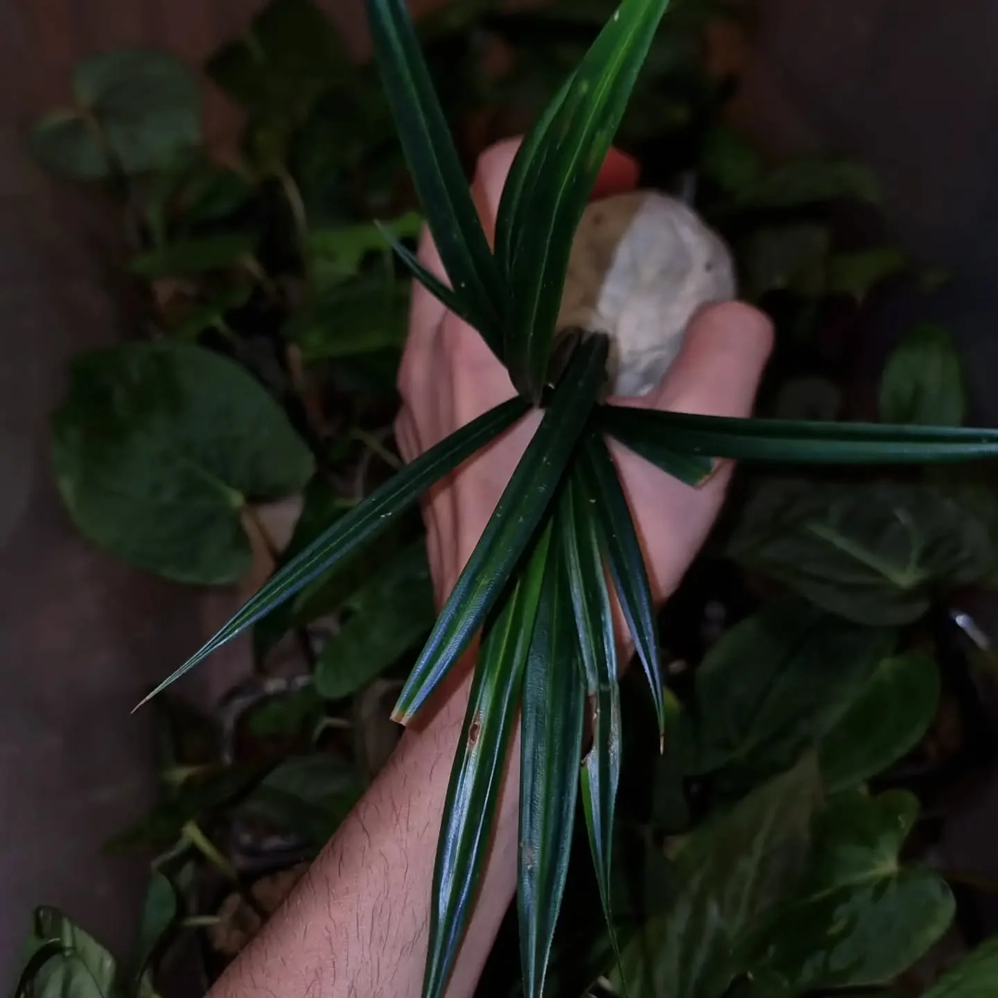 Welcome new plant! Mapania caudata
It grows in the dim rainforest understory and is specific for its iridescent foliage.

Its leaves shimmer blue without any blue pigment. The striking metallic blue color comes from the microscopic structure of the l