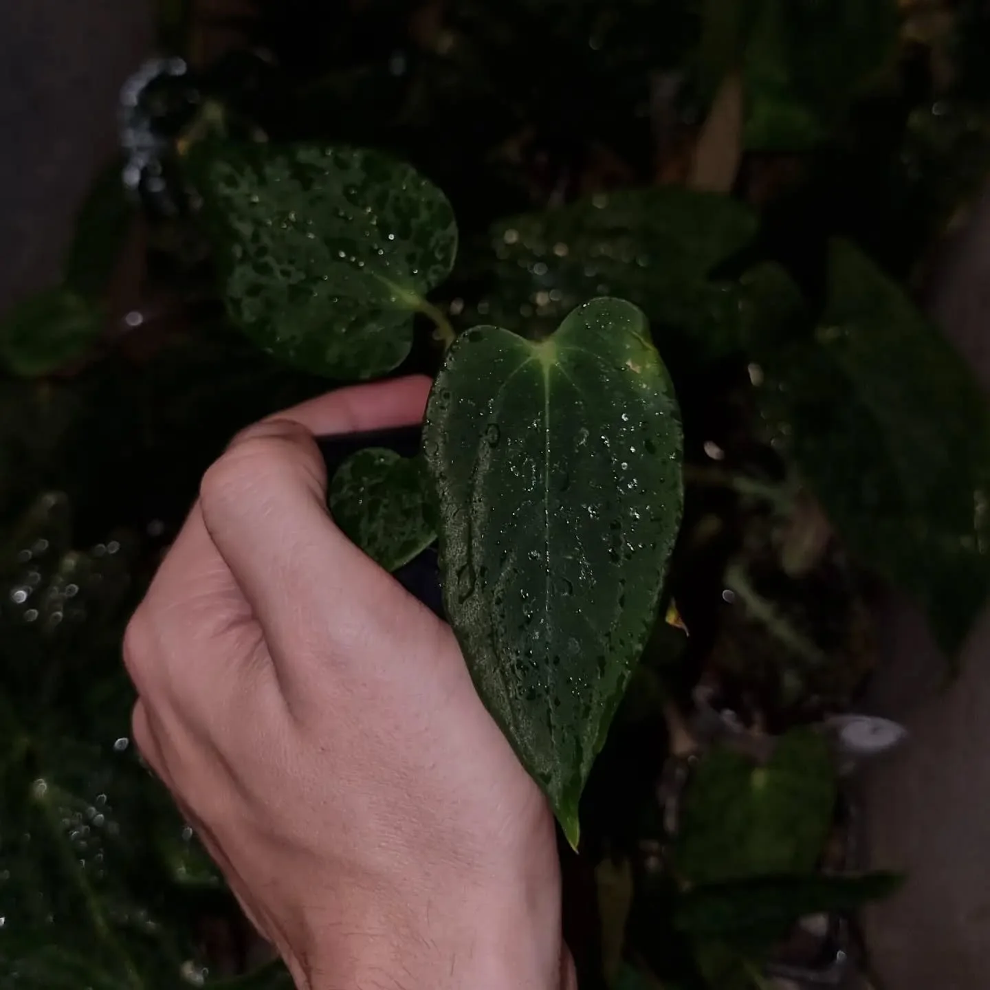 F is for the fancy fortsherman Anthurium baby 🫠
#anthuriumfortsherman #anthurium #anthuriumpapillilaminum #rareplantshop #zelenastonka