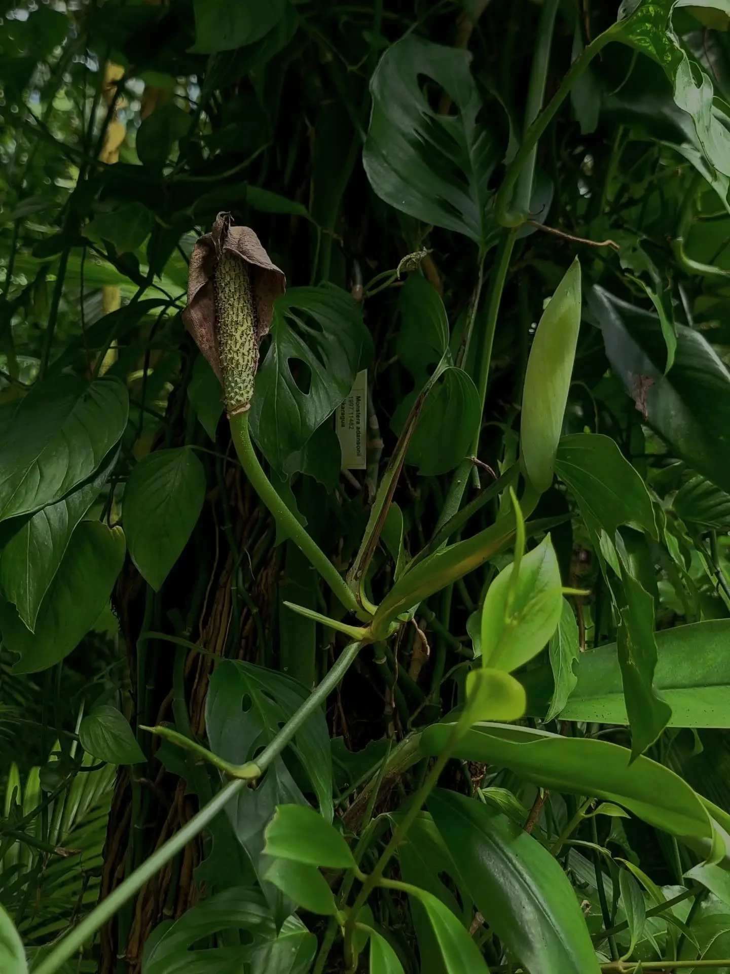 Monstera adansonii inflorescence (Nikaragua) 🌿
#monstera #zelenastonka #plantstagram #rareplants #monsteravariegata