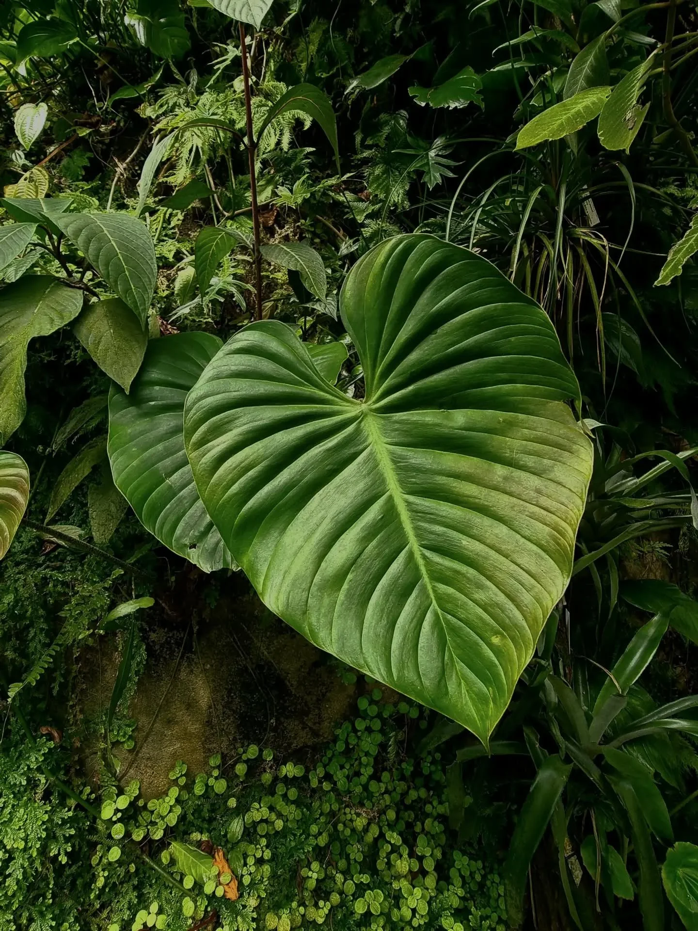 Philodendron sp. in the shape of heart 💚 #philodendron #rareplants #rareplantshop #zelenastonka #plantstagram