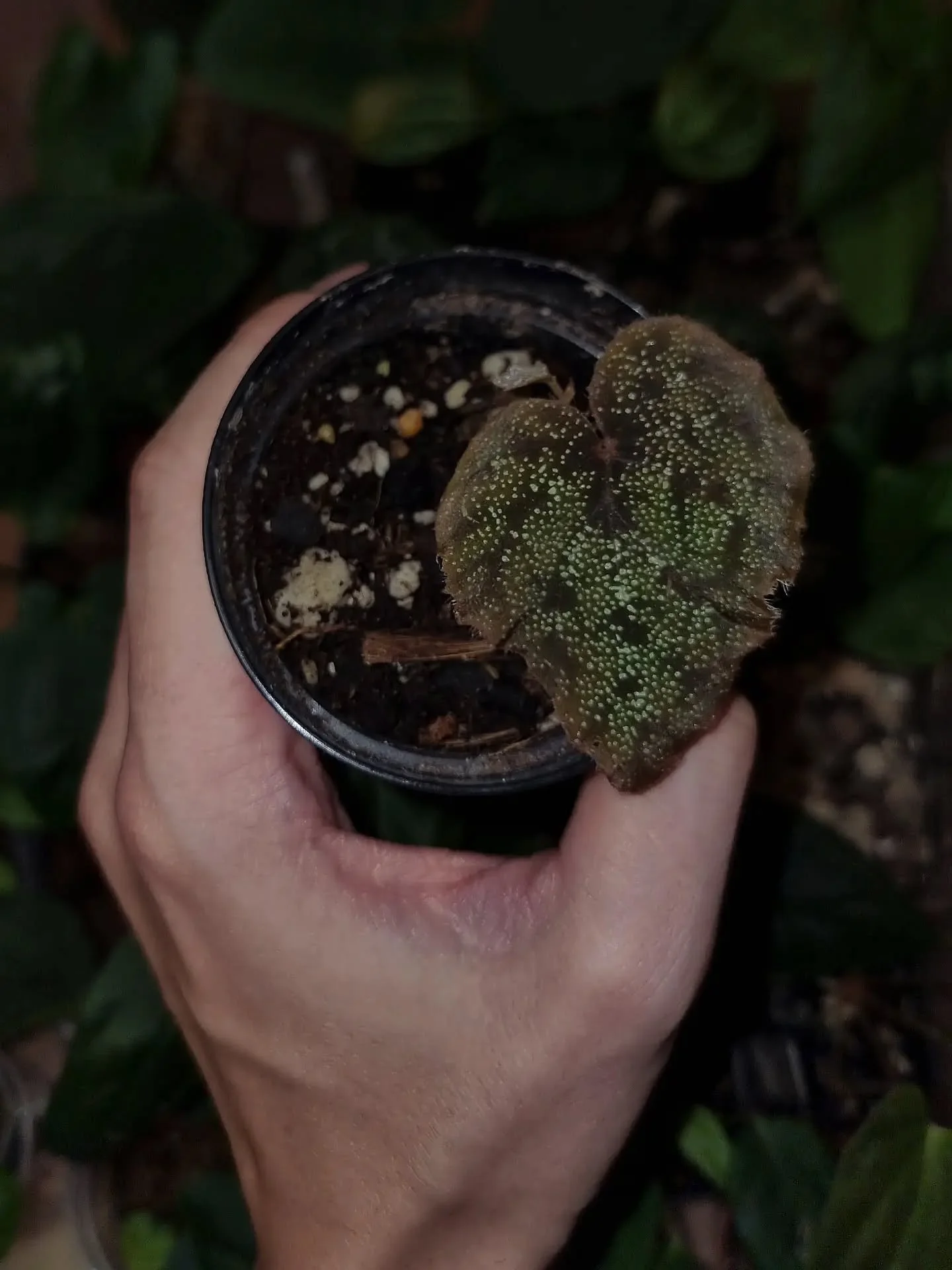 Prekr&aacute;sna Begonia cf. curtisii 'Krabi', akoby nosila galaxie s hviezdami na listoch. &Scaron;trukt&uacute;ra listov je v&scaron;ak zamatov&aacute; a l&aacute;me svetlo do fam&oacute;znych odtieňov. M&aacute; rada vlhko, no vie si navykn&uacute