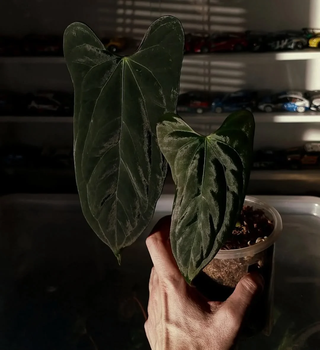 Anthurium portillae 'Indonesian' x papillilaminum