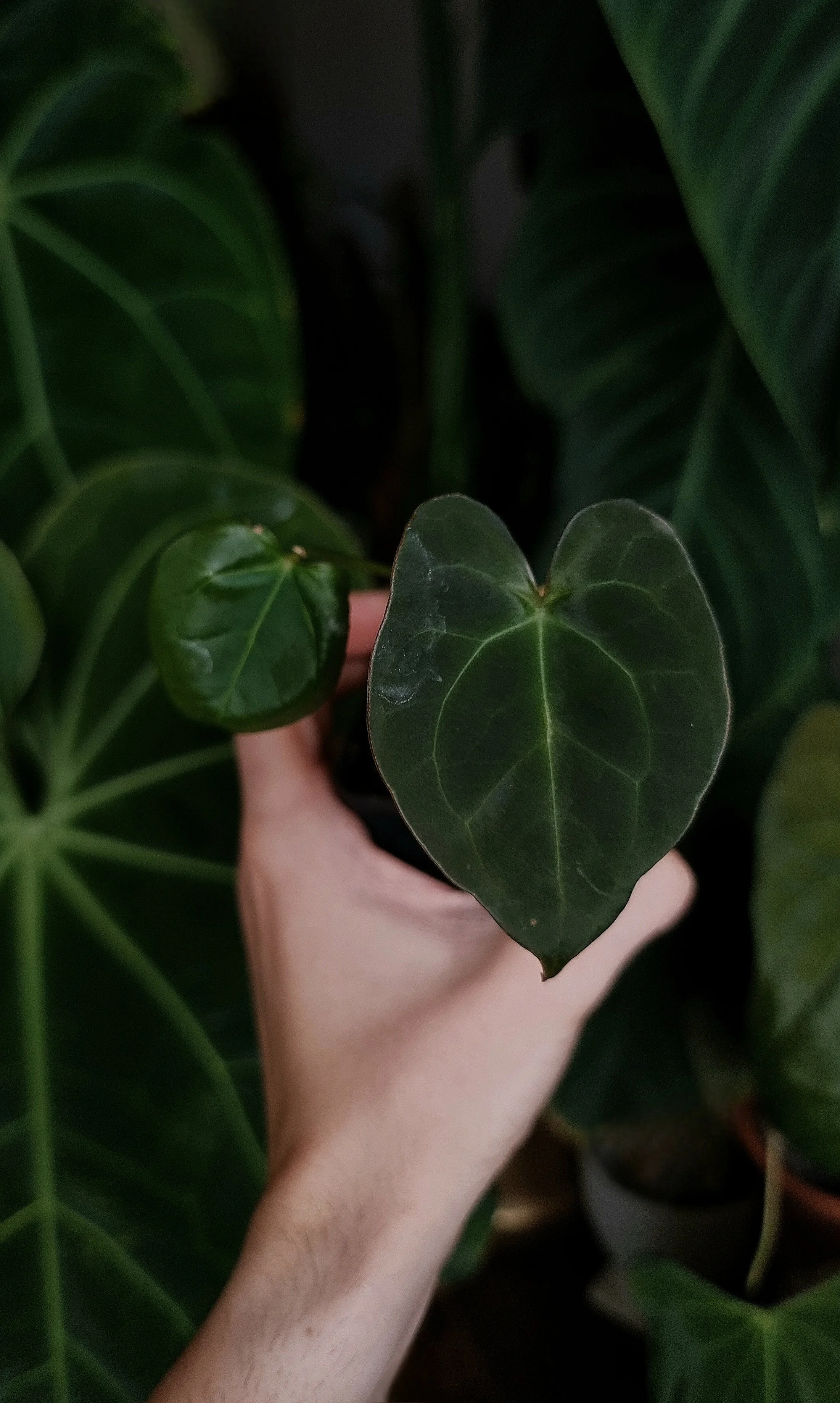 Anthurium 'Velvet mask' x papillilaminum