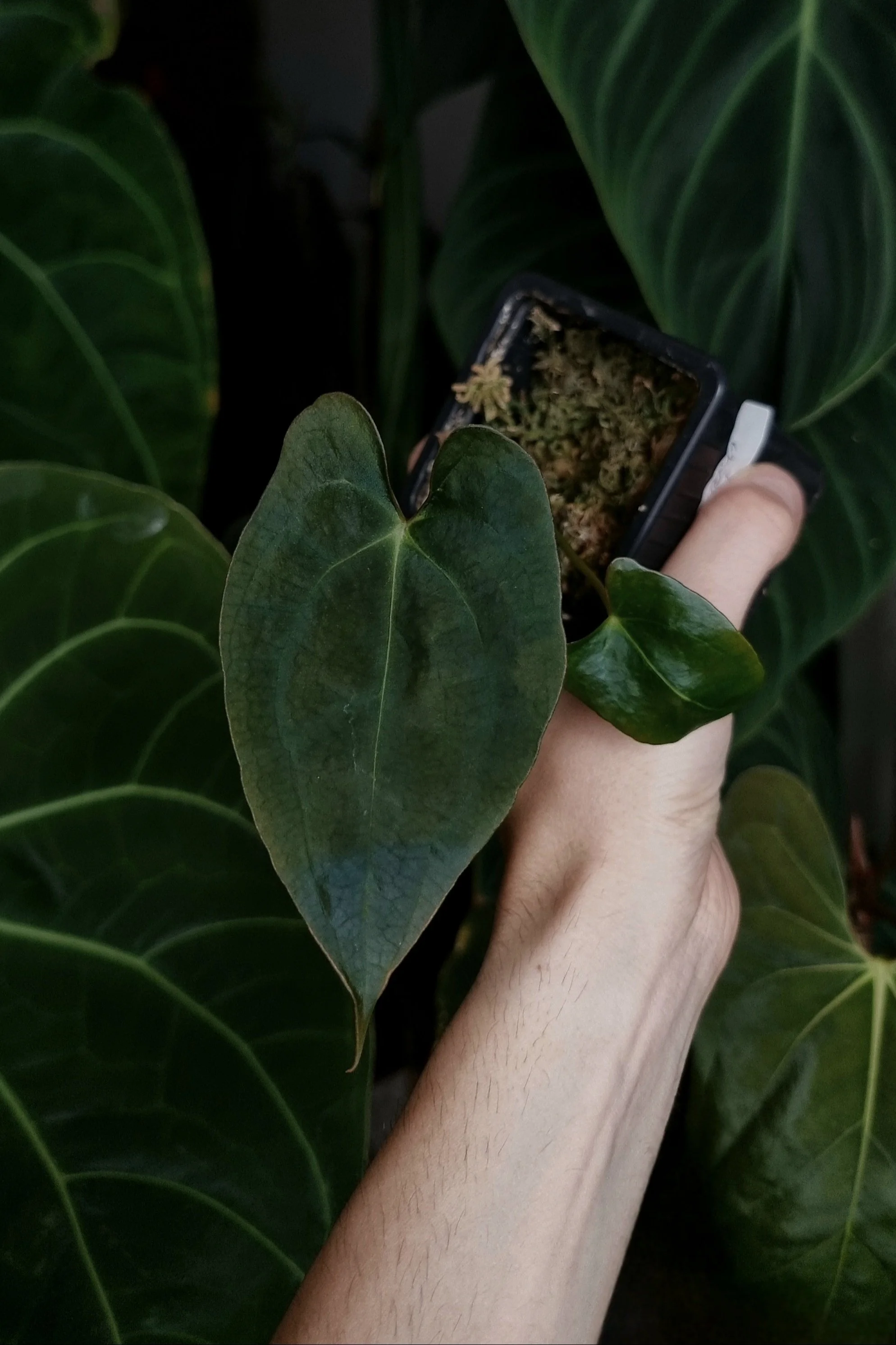 Anthurium papillilaminum sp. 'Eterna' (Dark Phoenix x Fortsherman)