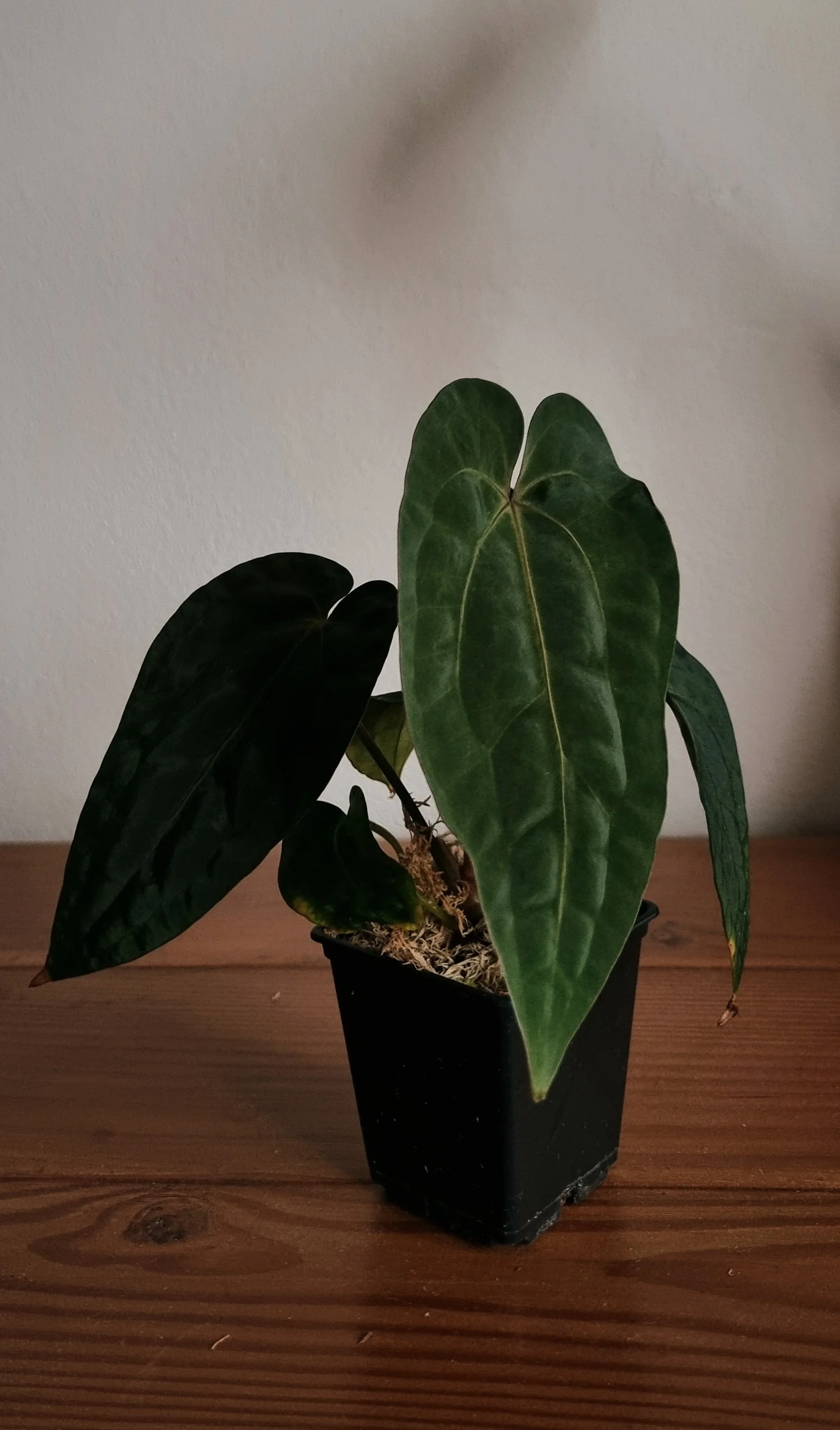 Anthurium_papillilaminum_x_papillilaminum_x_dressleri.jpg