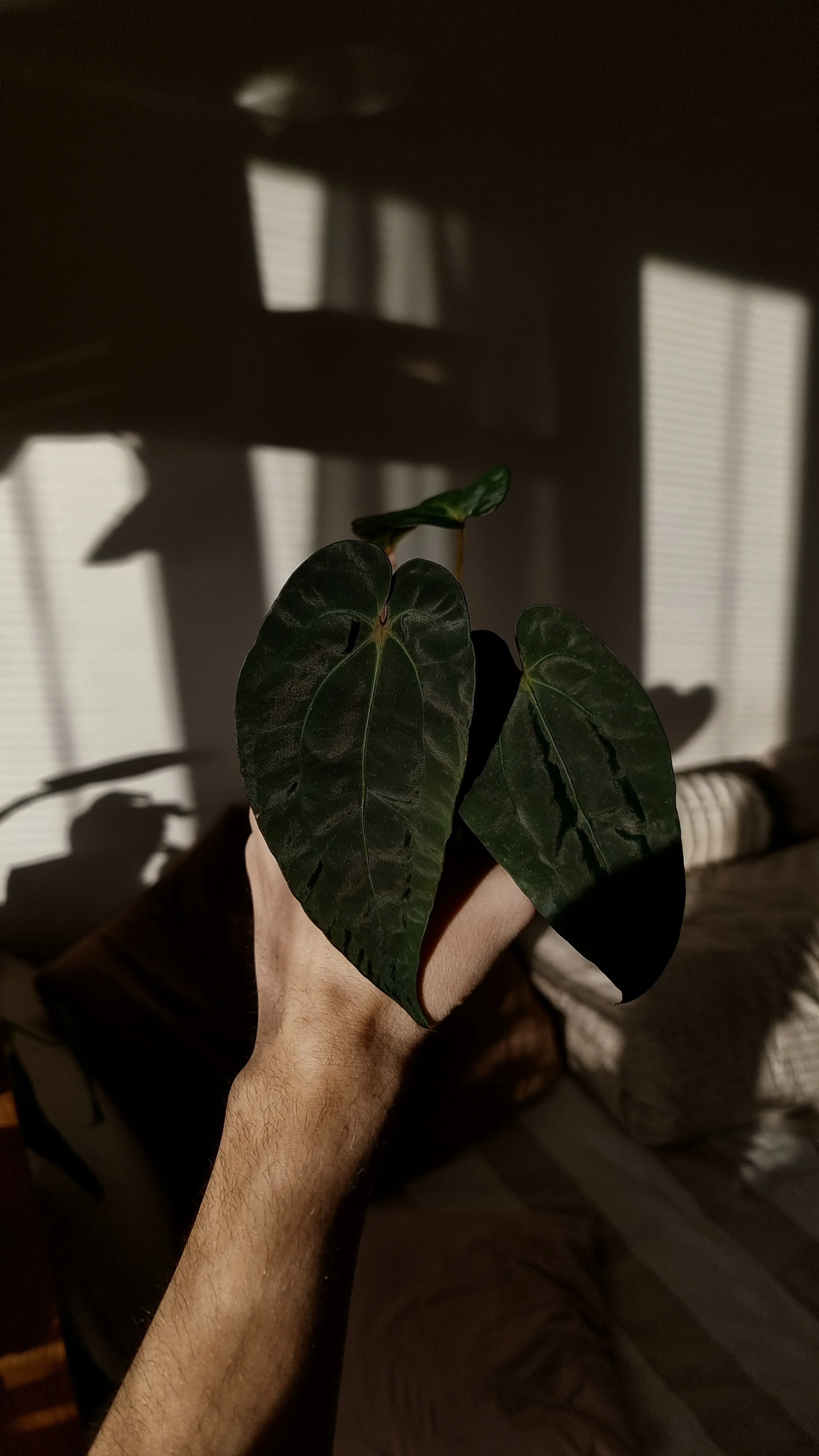 Anthurium papillilaminum x (papillilaminum x dressleri)