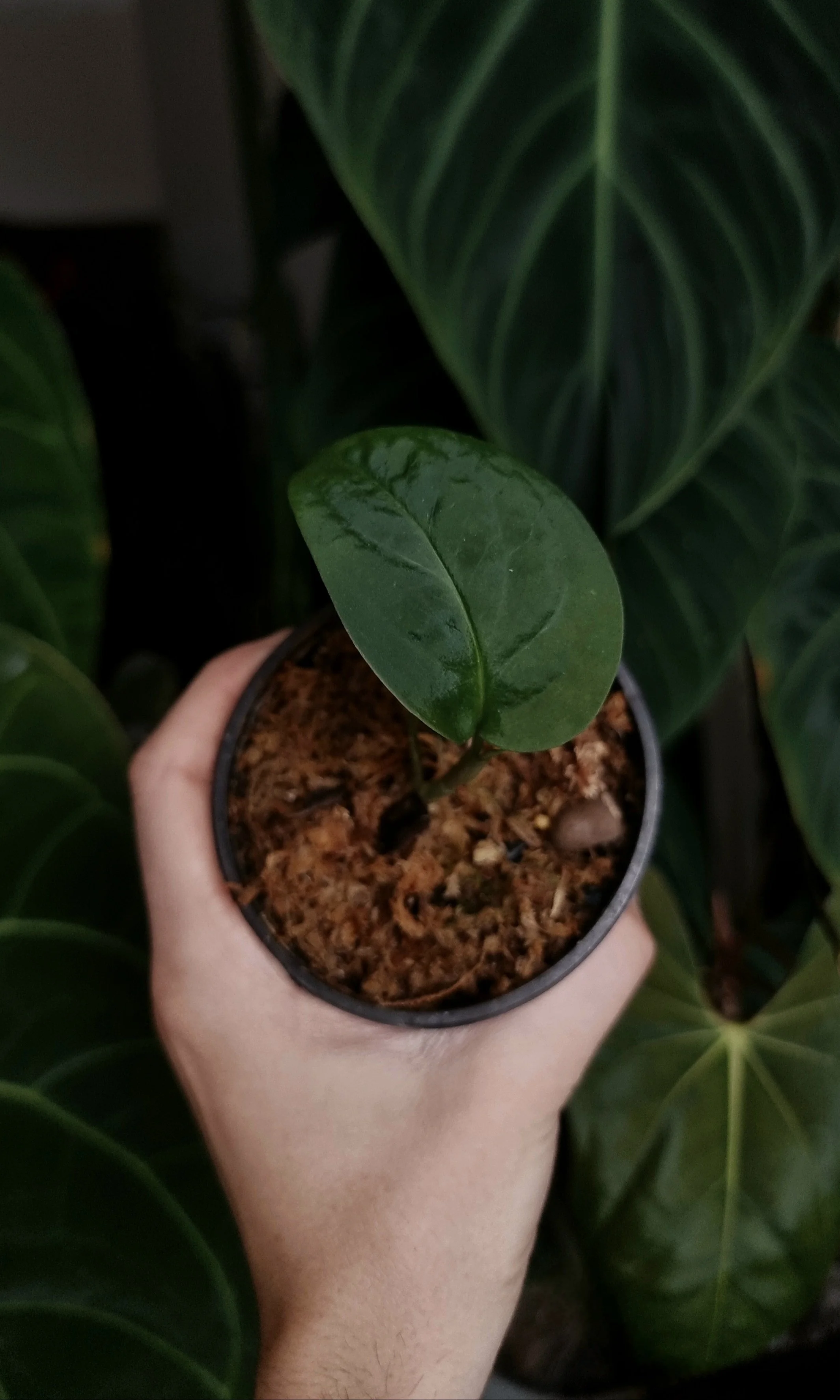 Monstera aureopinnata aff. #1