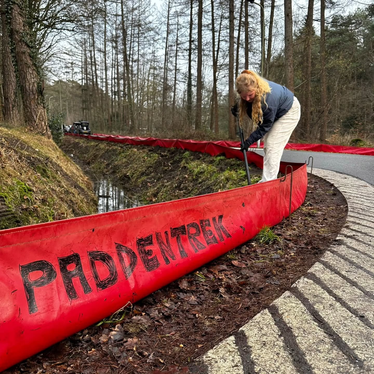 Zojuist zijn er paddenschermen geplaatst aan de witbreuksweg in Enschede-Noord. Het was een hele gezellige middag. Dank aan de vrijwilligers die hebben geholpen, fantastisch gedaan! 

@enschedeinsta