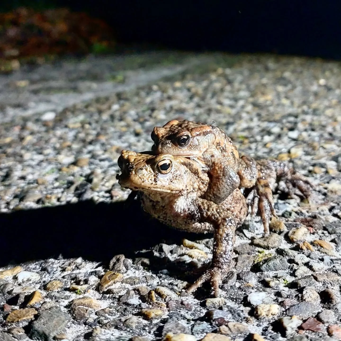 De trek is begonnen!
Onder het genot van een zachte warme lente avond, heldere sterrenhemel, roepende uil en rennende haas zijn de eerste tellingen gedaan. 

In Boekelo zijn een groene kikker, watersalamanders, en padden gezien. Een mannetje klampte 