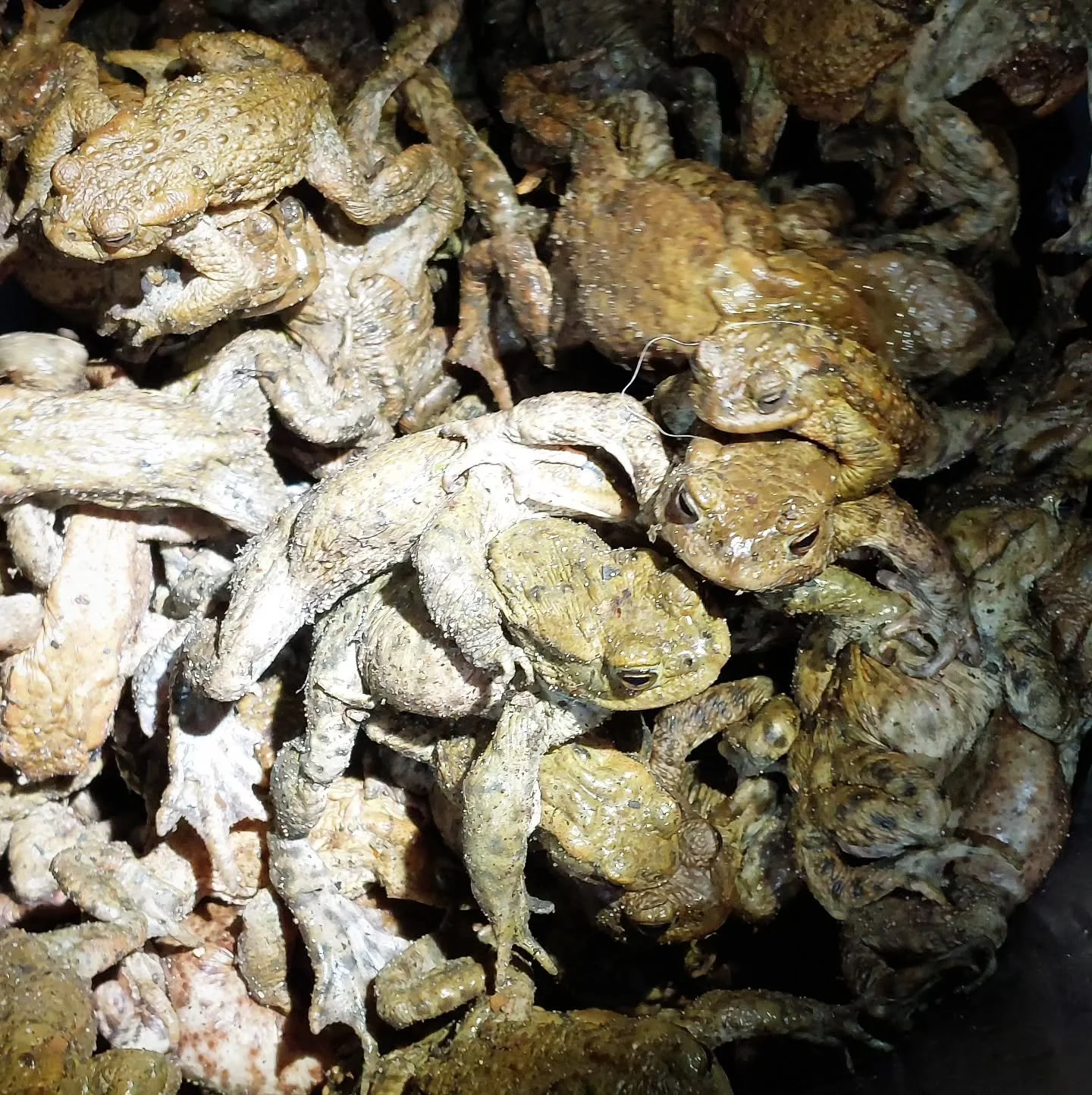 Zoekplaatje: hoeveel tel jij er?

De trek is begonnen, deze emmer zat vol!