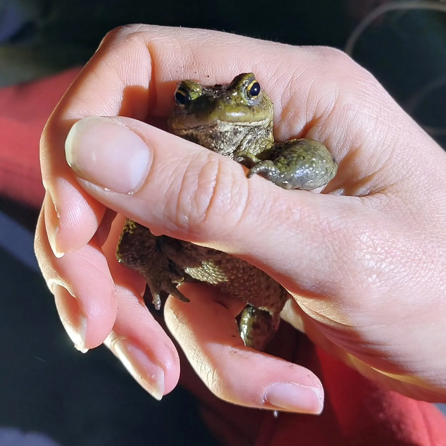 Dit is "prins" Fred, die was bijna door een auto geplet....