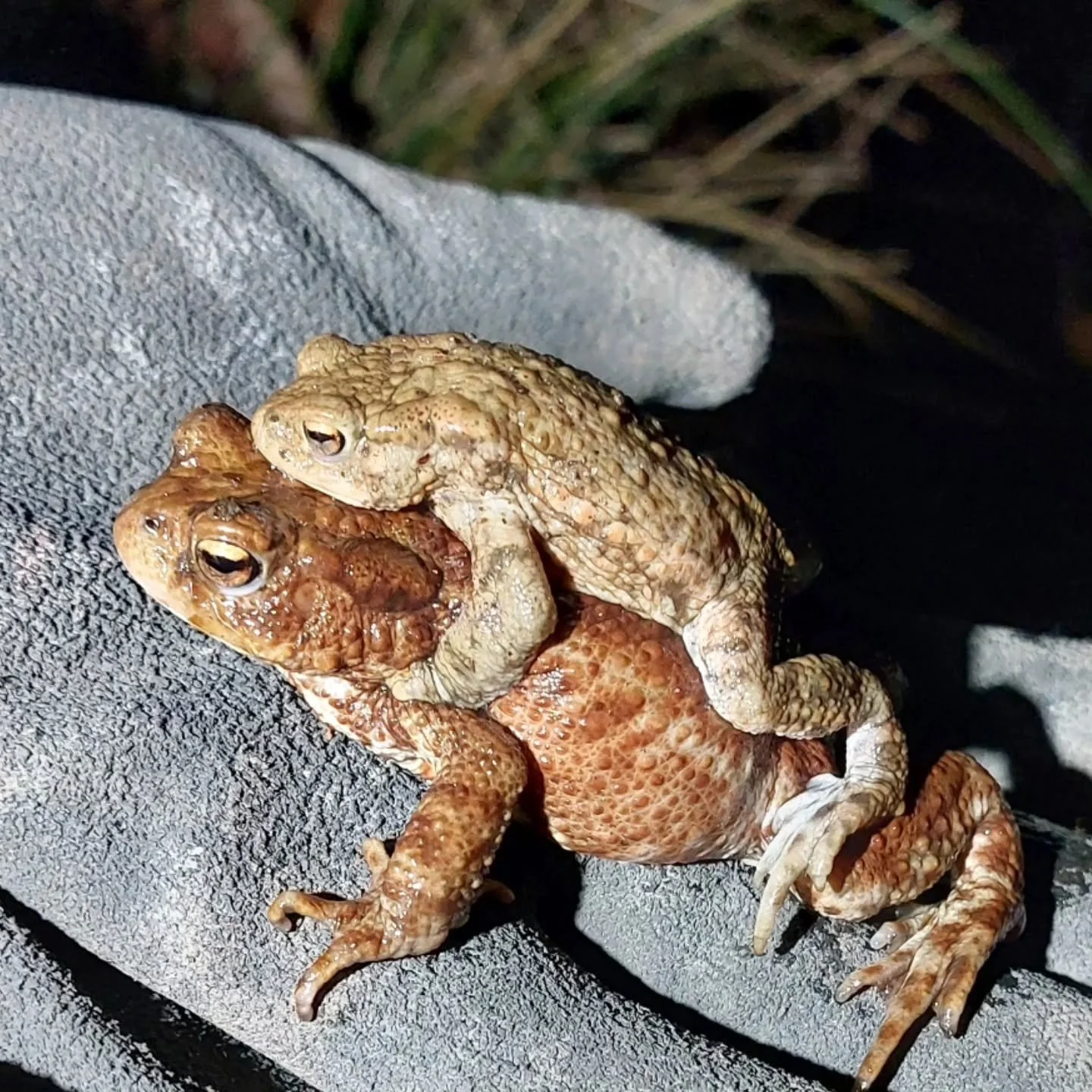 Dubbeldekkers! Dubbeldekkers! Dat wordt savonds vaak enthousiast geroepen! Zo worden de paartjes, waarbij het kleinere mannetje zich bovenop aan het vrouwtje vastklampt, onder de vrijwilligers genoemd 🐸💚