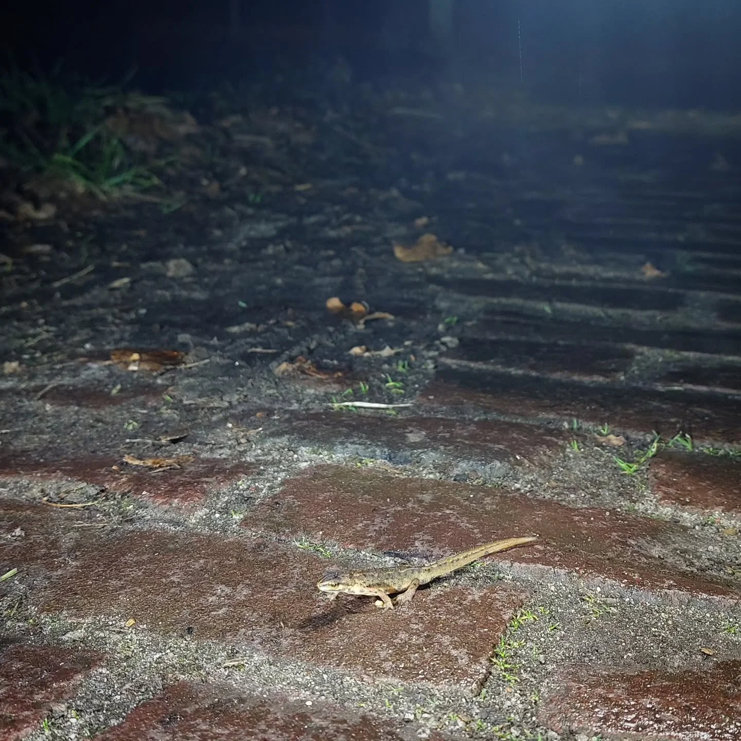 Er wordt door de kinderen af en toe vrolijk meegezongen wanneer ze de padden en salamanders 1 voor 1 in de emmer stoppen🐸

Hoe dat klinkt? Ongeveer zo!