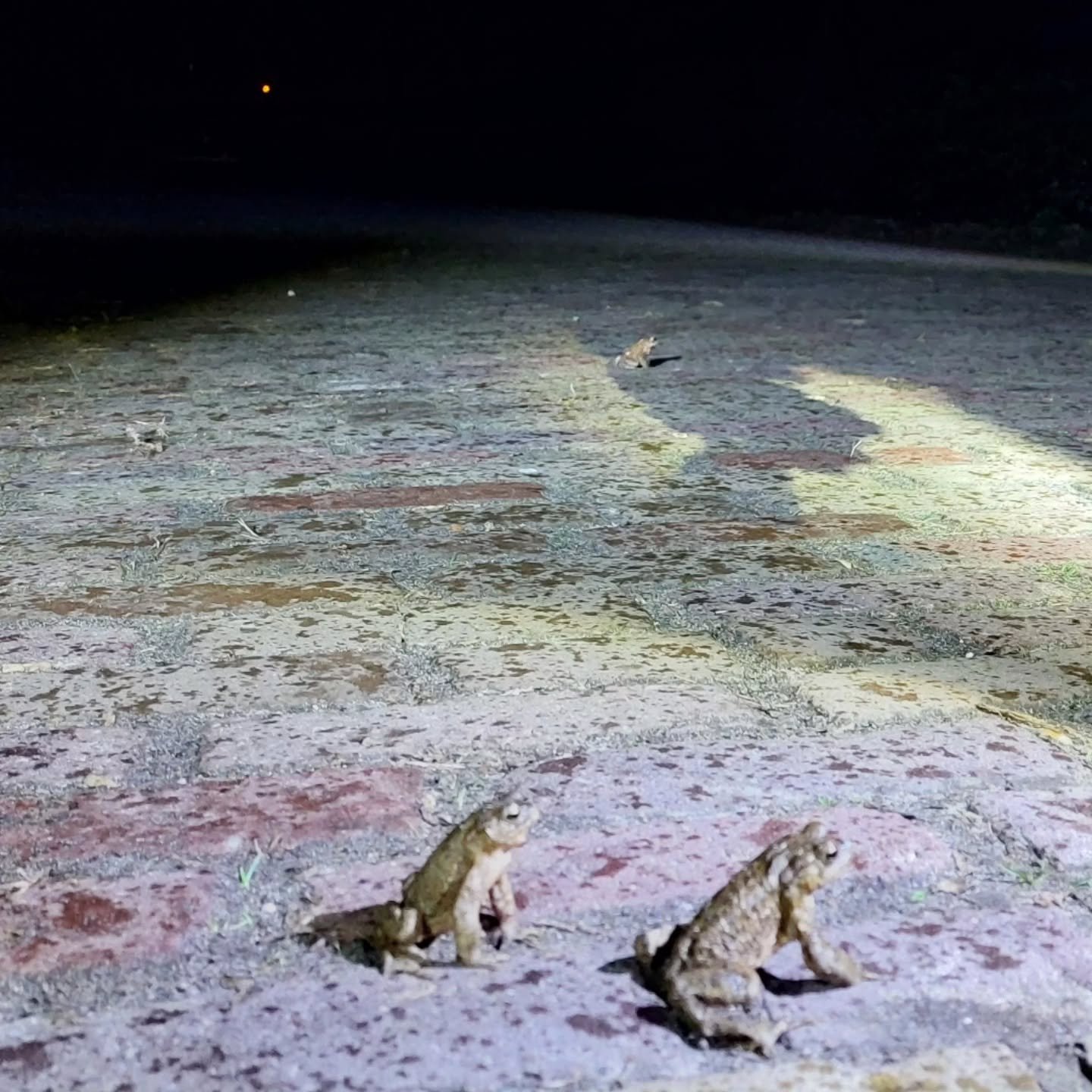 Hoeveel zie jij er zitten op de weg? En in het blad van de berm? 

Wanneer er meerdere padden in een emmer zitten is er altijd gezellig 'geklets' onderweg ;)

En als afsluiter een prachtige salamander overgezet!