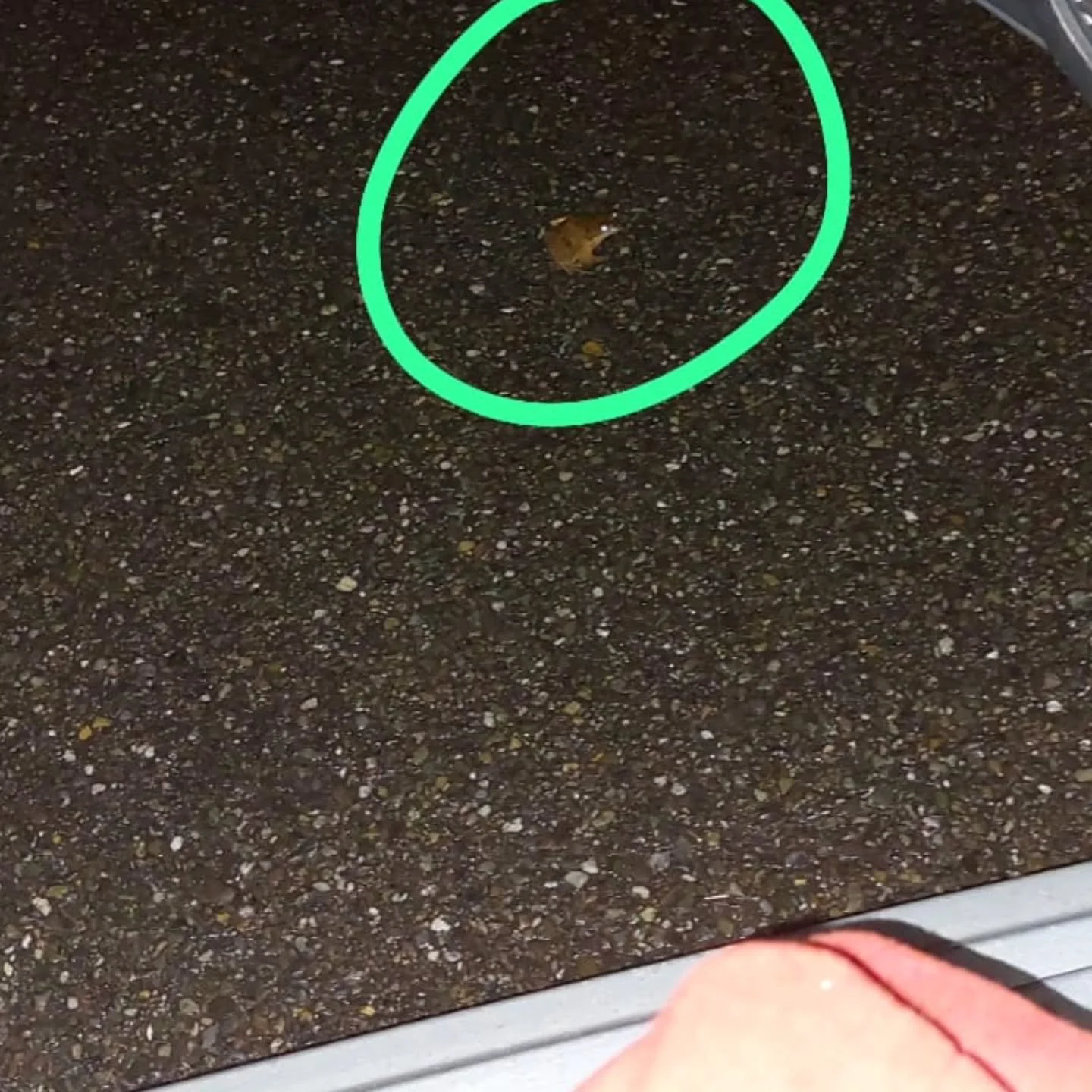 Als je het niet zou weten, zou je zo denken dat het allemaal bruine blaadjes zijn op de weg...
Deze pad mag mee met de 'taxi'