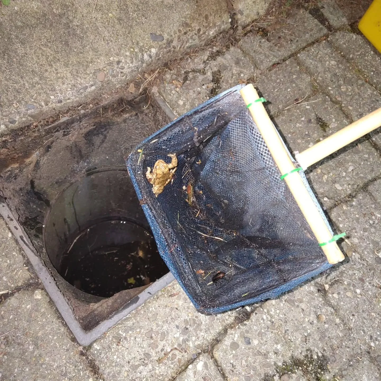 Van de regen in de drup.... maar niet als onze vrijwilligers op pad zijn! 💚🐸