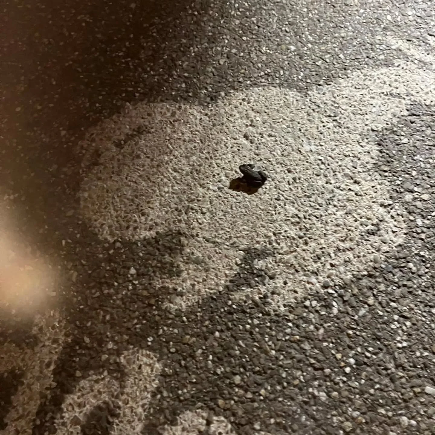 Een pad op 'onze' pad. Dat heeft hij zich slim bekeken!