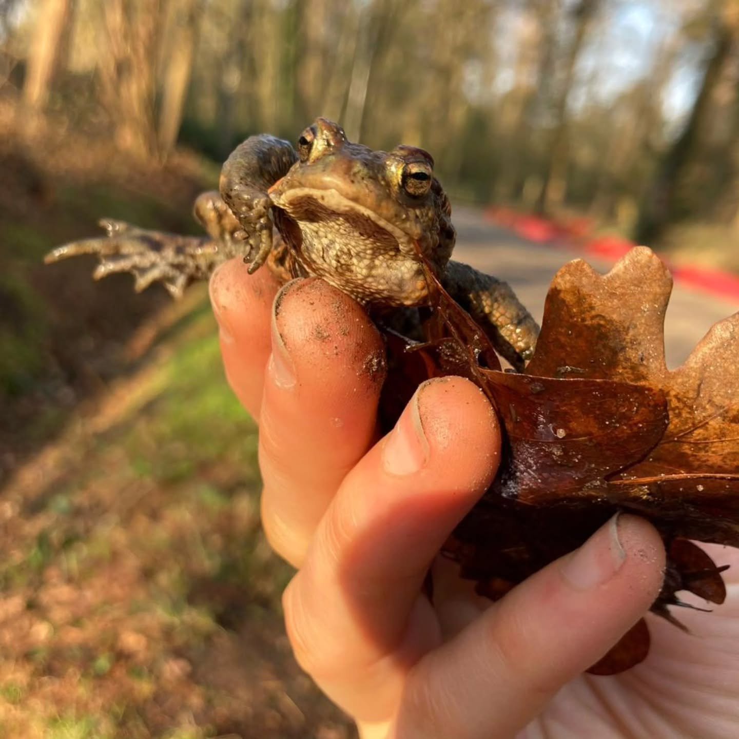 Prachtige foto van Janneke, een padje uit de emmer in de ochtendzon 🌞